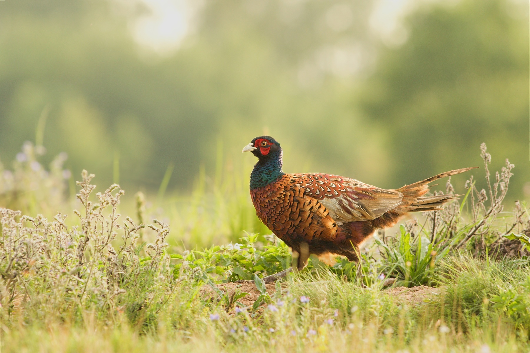 bažant poľovný (Phasianus colchicus) Common pheasant, Stredočeský kraj, Česko