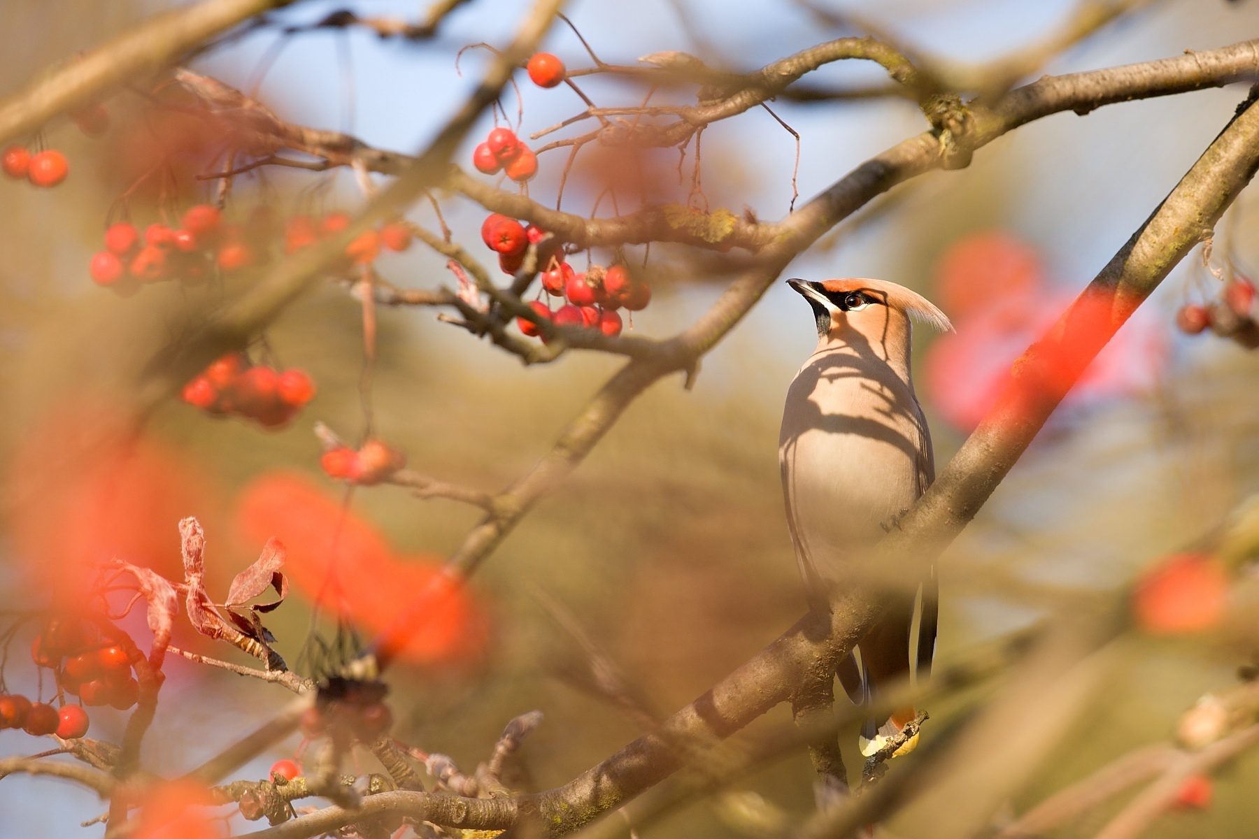 chochláč severský (Bombycilla garrulus) Bohemian waxwing, Stredočeský kraj, Česko