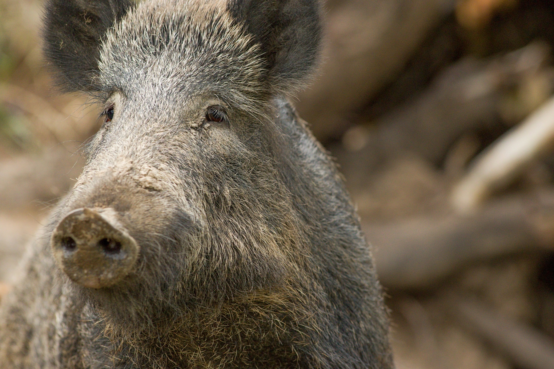 diviak lesný (Sus scrofa) Wild boar, Krupinská planina, Slovensko