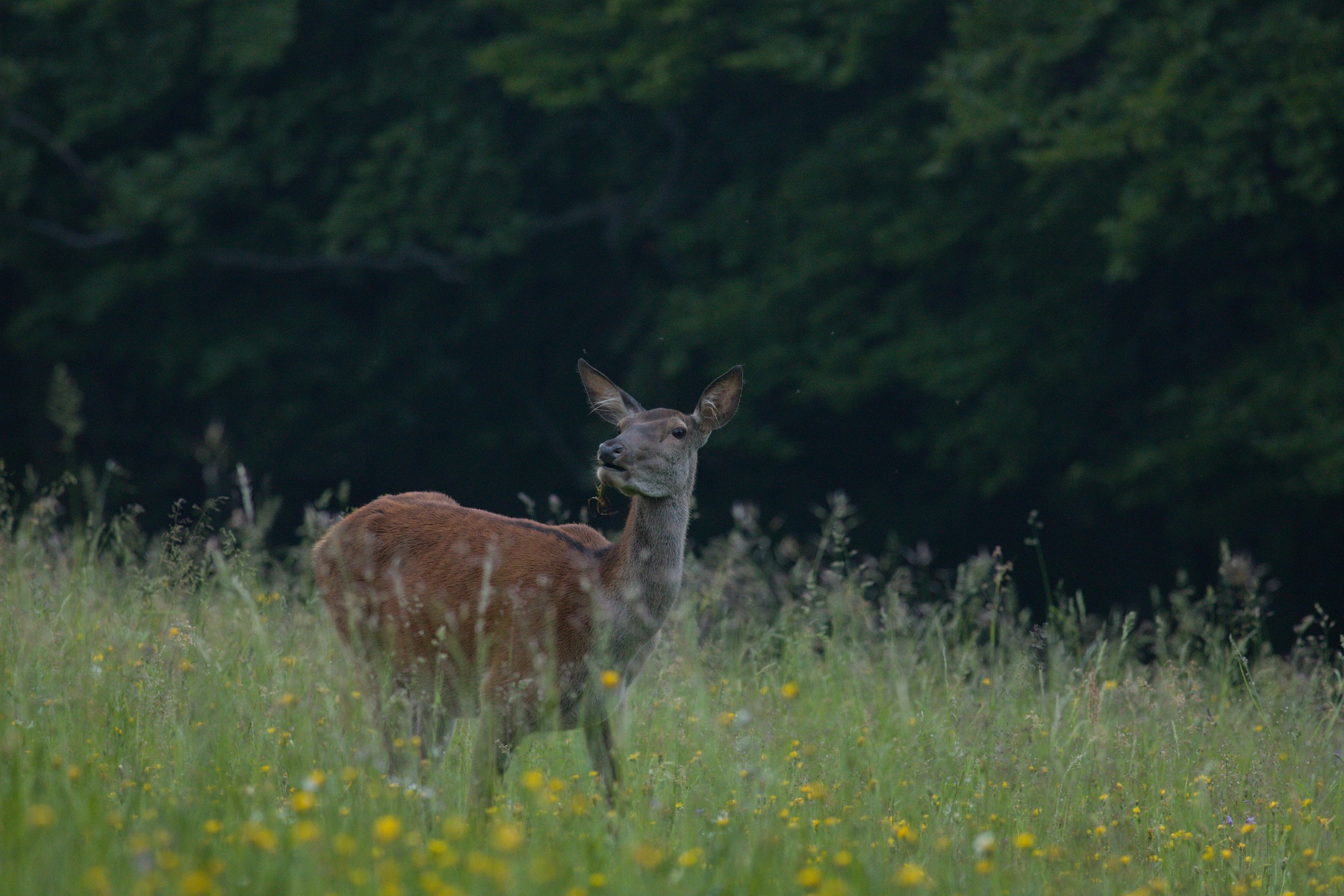 jeleň lesný (Cervus elaphus) Red deer, Malá Fatra, Slovensko 