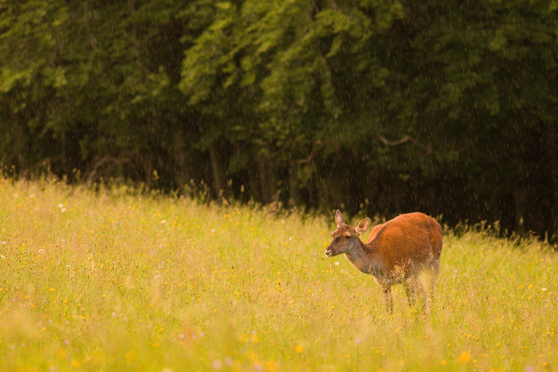 jeleň lesný (Cervus elaphus) Red deer, Malá Fatra, Slovensko