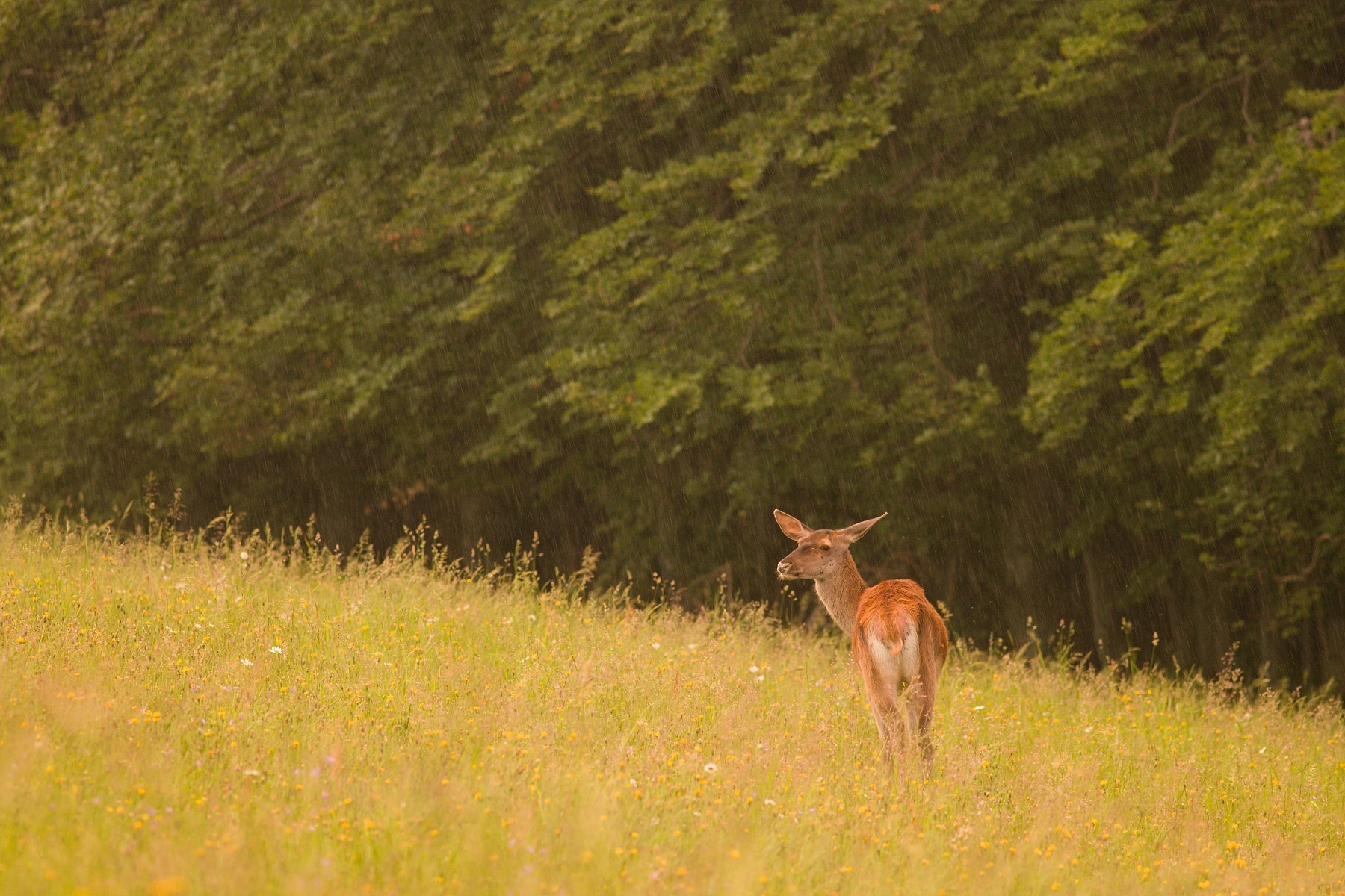 jeleň lesný (Cervus elaphus) Red deer, Malá Fatra, Slovensko