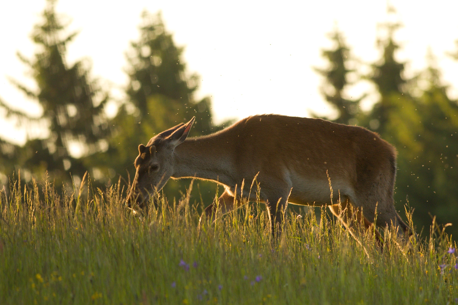 jeleň lesný (Cervus elaphus) Red deer, Malá Fatra, Slovensko