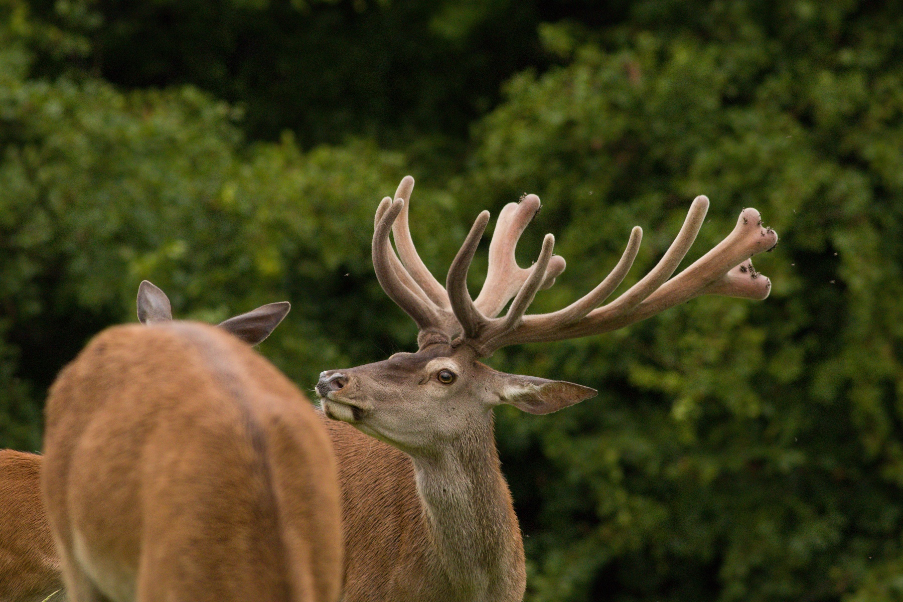 jeleň lesný (Cervus elaphus) Red deer, Malá Fatra, Slovensko