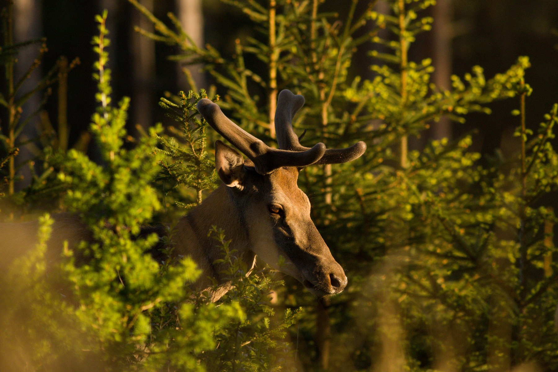 jeleň lesný (Cervus elaphus) Red deer, Malá Fatra, Slovensko