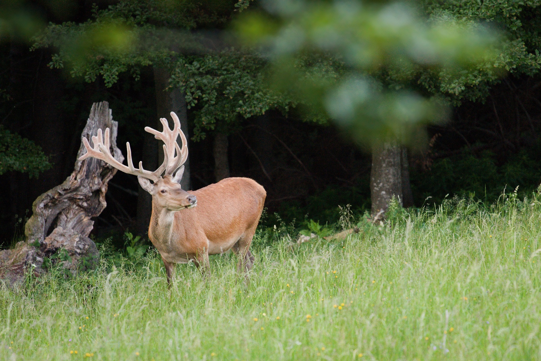 jeleň lesný (Cervus elaphus) Red deer, Malá Fatra, Slovensko