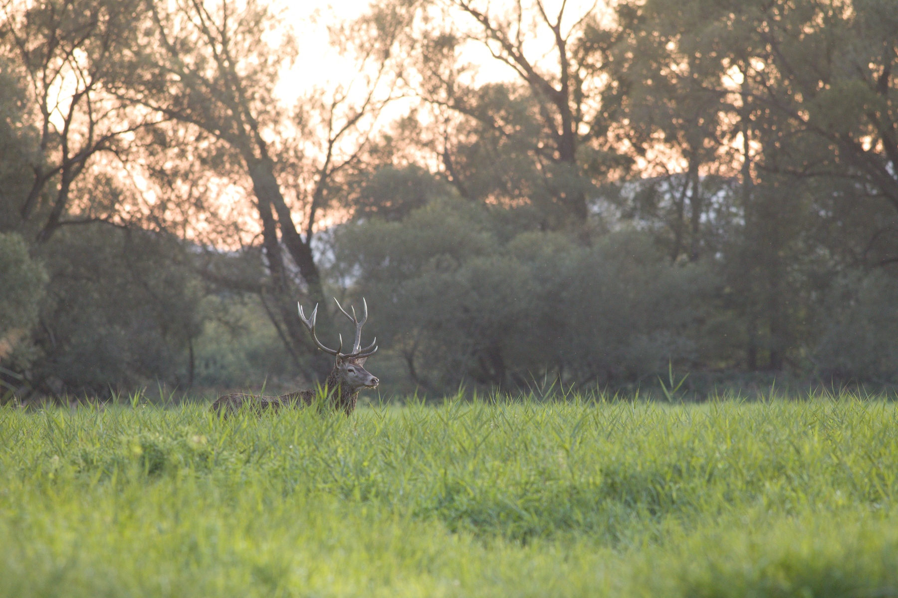 jeleň lesný (Cervus elaphus) Red deer, Turčianska kotlina, Slovensko