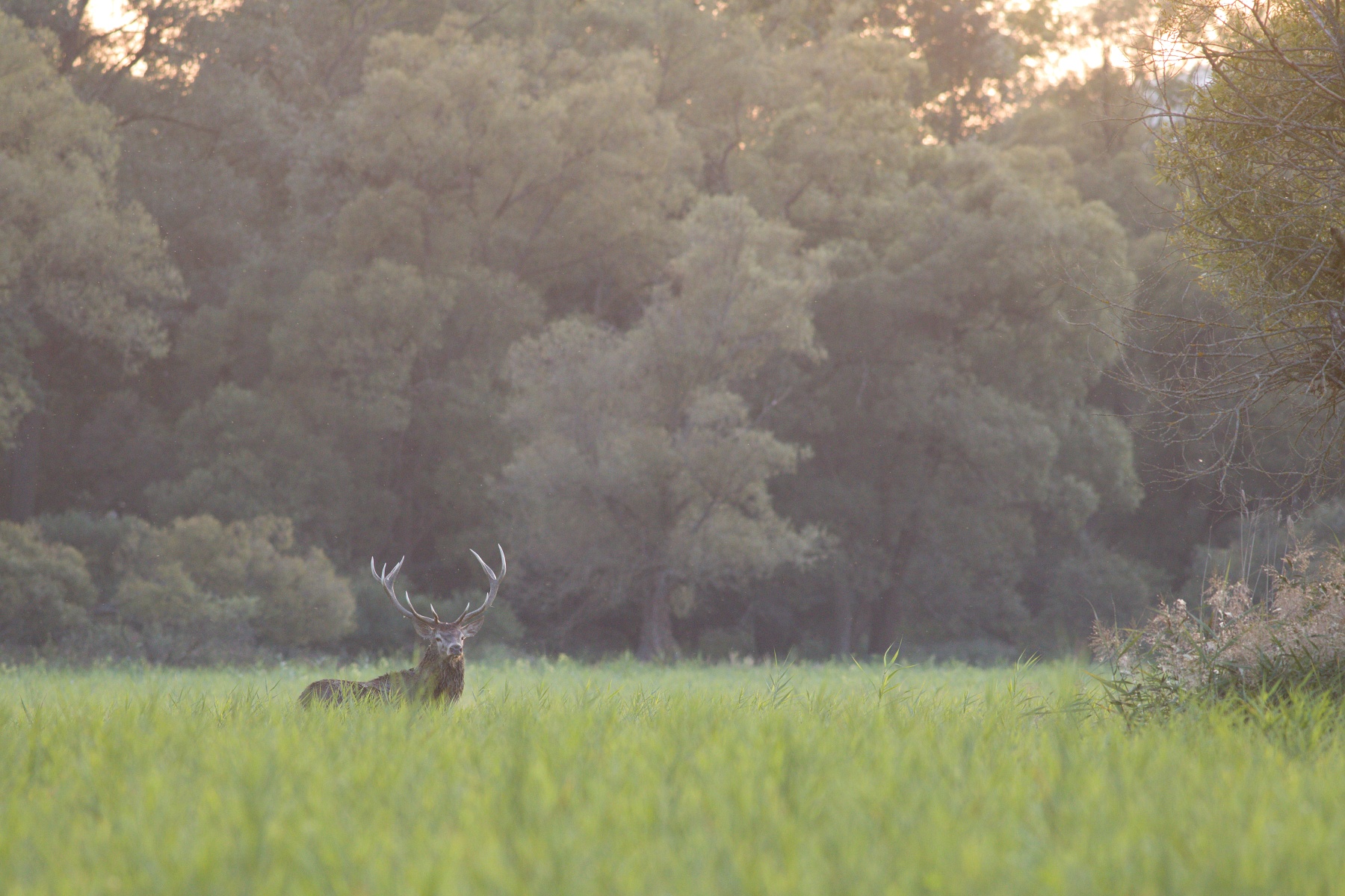 jeleň lesný (Cervus elaphus) Red deer, Turčianska kotlina, Slovensko