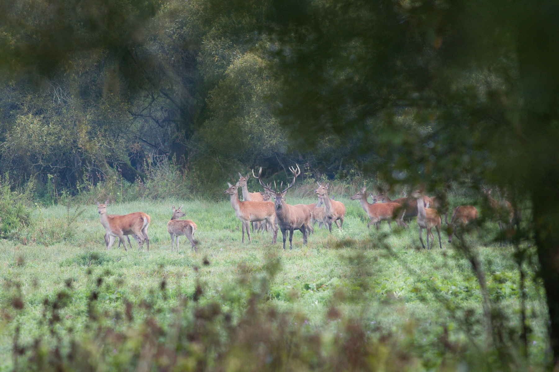 jeleň lesný (Cervus elaphus) Red deer, Turčianska kotlina, Slovensko