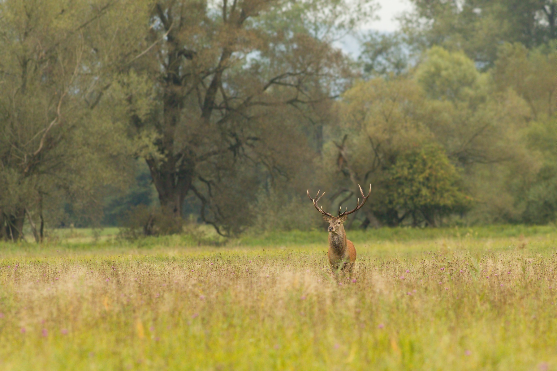 jeleň lesný (Cervus elaphus) Red deer, Turčianska kotlina, Slovensko 