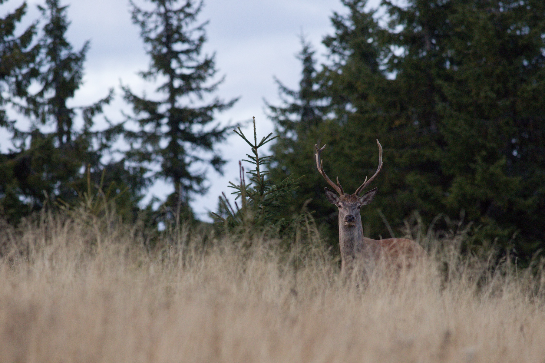 jeleň lesný (Cervus elaphus) Red deer, Veľká Fatra, Slovensko