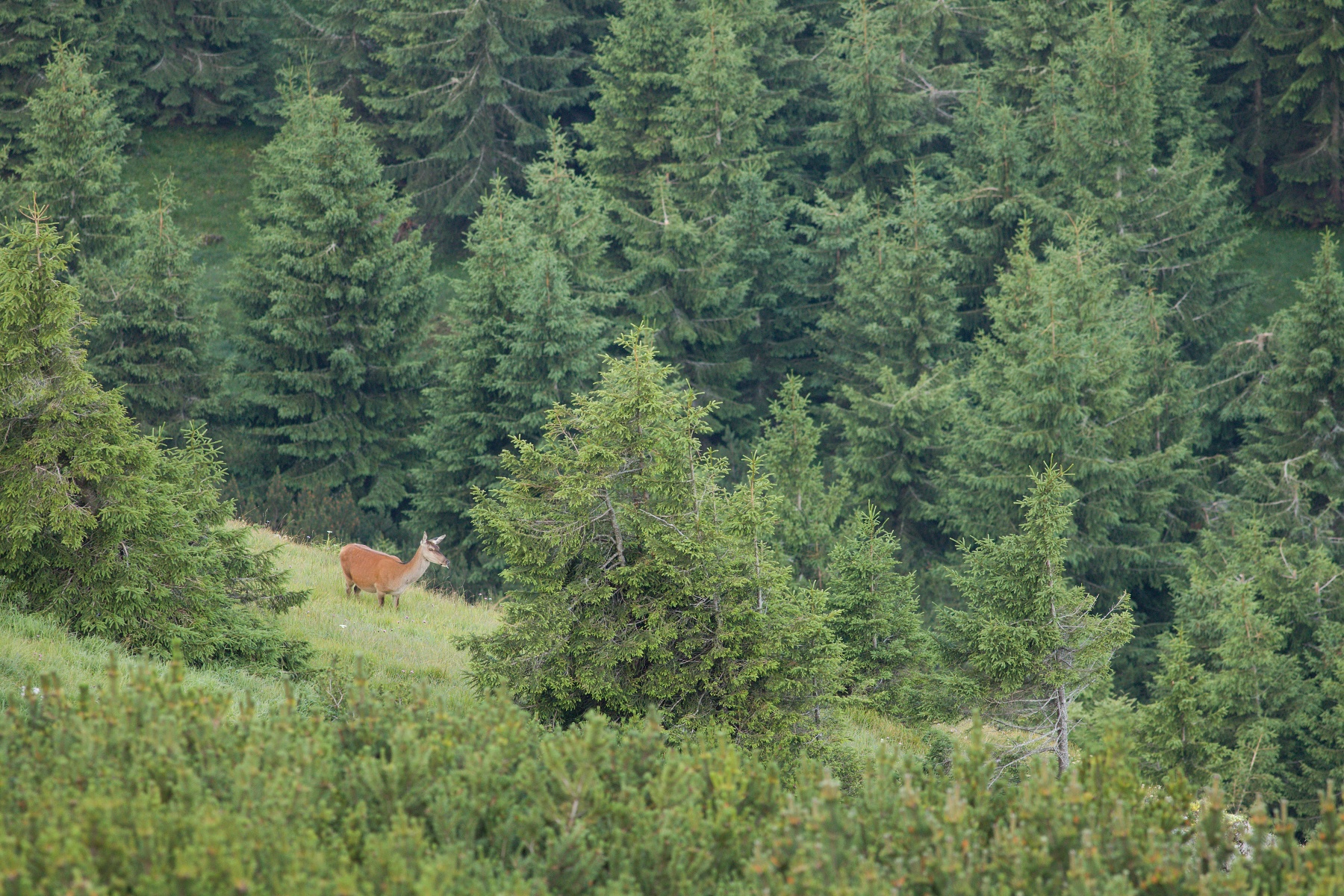 jeleň lesný (Cervus elaphus) Red deer, Veľká Fatra, Slovensko