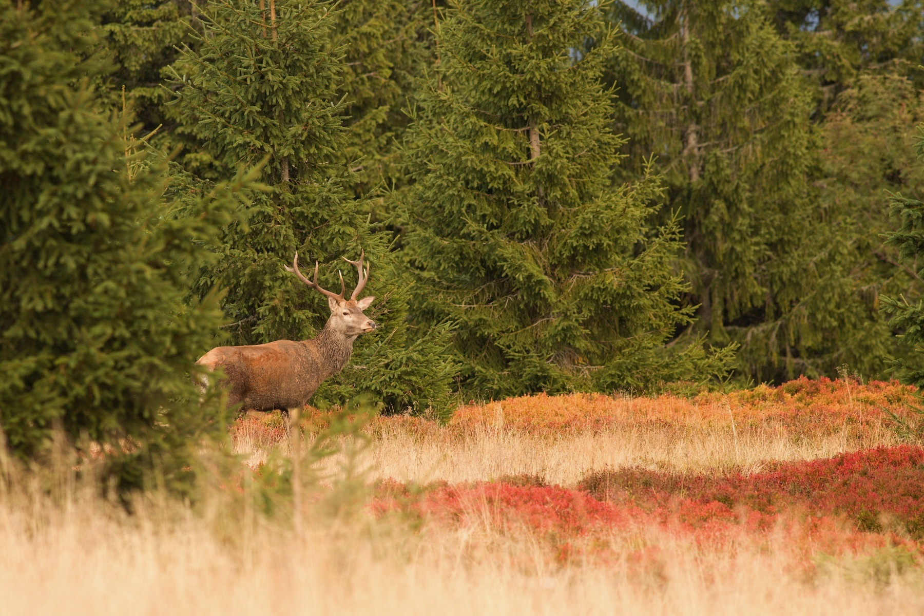 jeleň lesný (Cervus elaphus) Red deer, Veľká Fatra, Slovensko