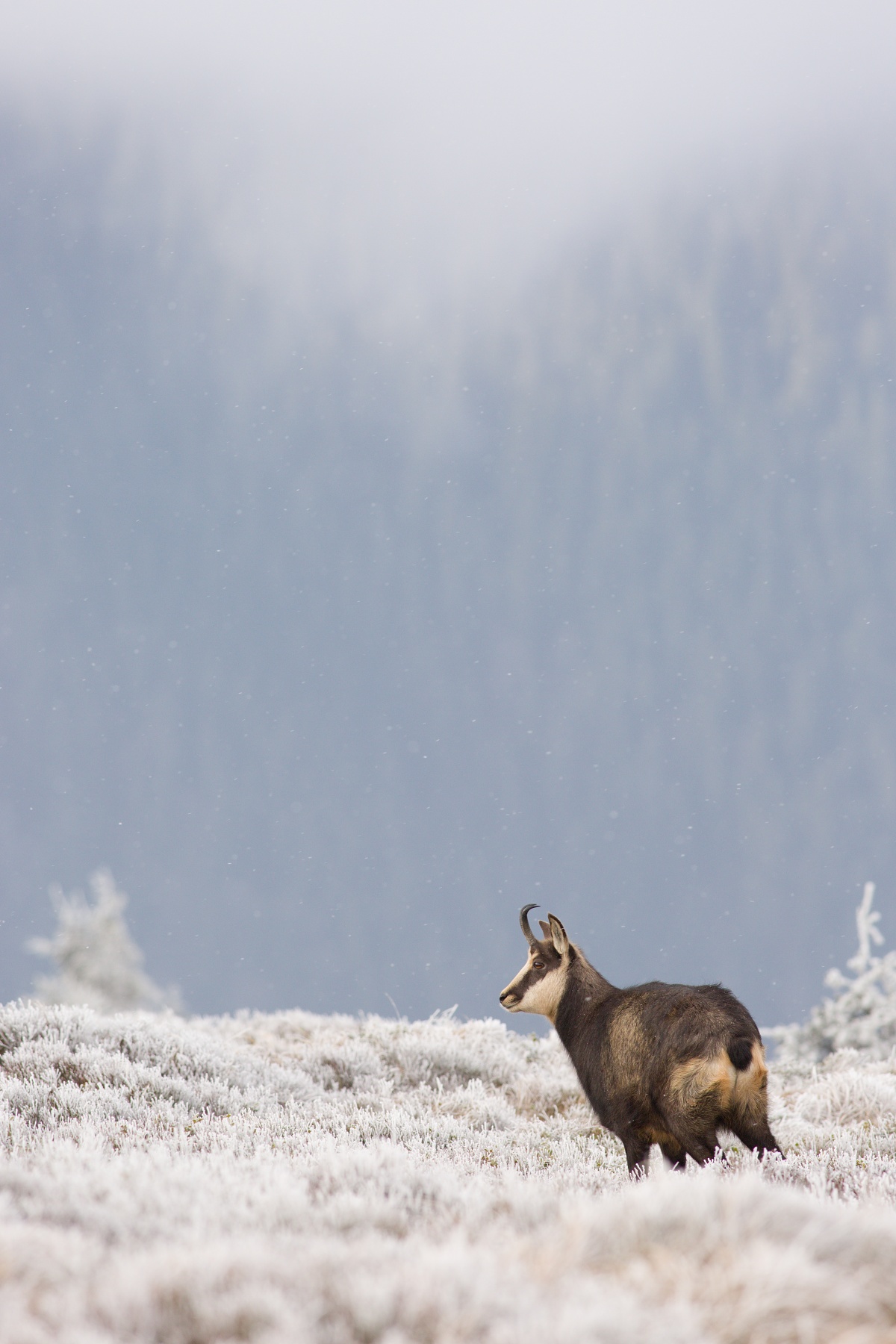 kamzík vrchovský alpský (Rupicapra rupicapra rupicapra) Alpine chamois, CHKO Jeseníky, Česko 