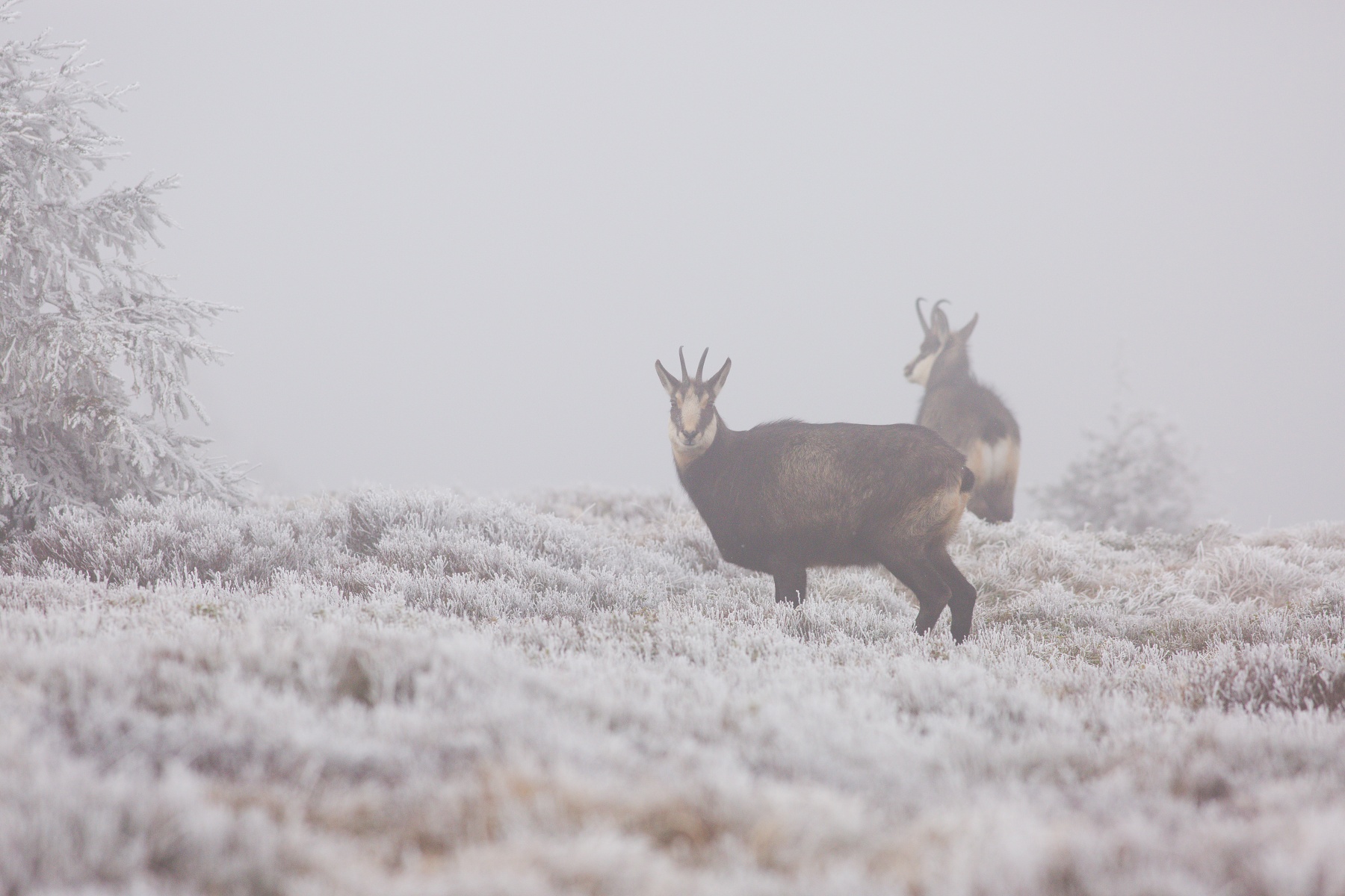 kamzík vrchovský alpský (Rupicapra rupicapra rupicapra) Alpine chamois, CHKO Jeseníky, Česko