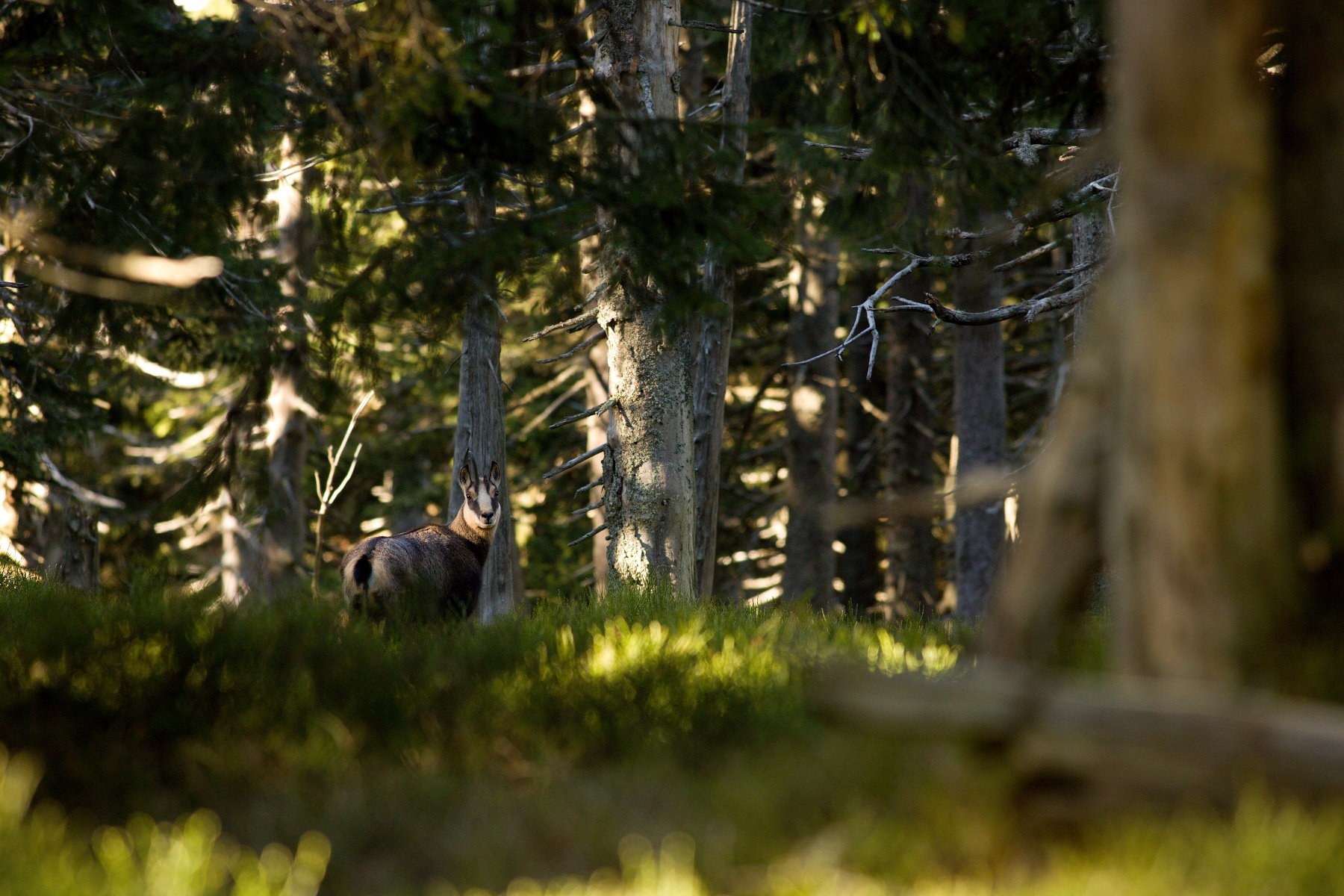 kamzík vrchovský alpský (Rupicapra rupicapra rupicapra) Alpine chamois, CHKO Jeseníky, Česko