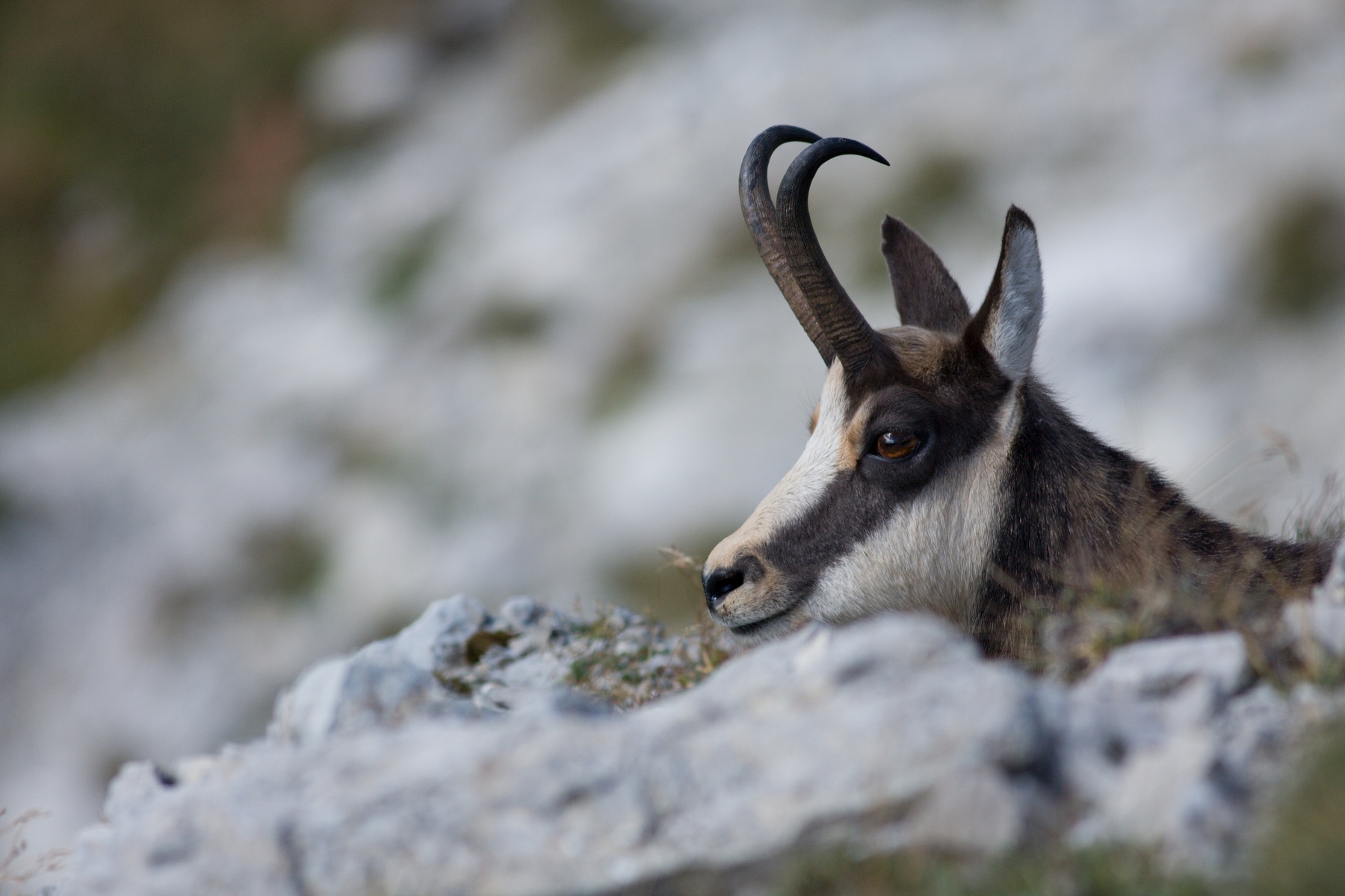 kamzík vrchovský tatranský (Rupicapra rupicapra tatrica) Tatra chamois, Belianske Tatry, Slovensko