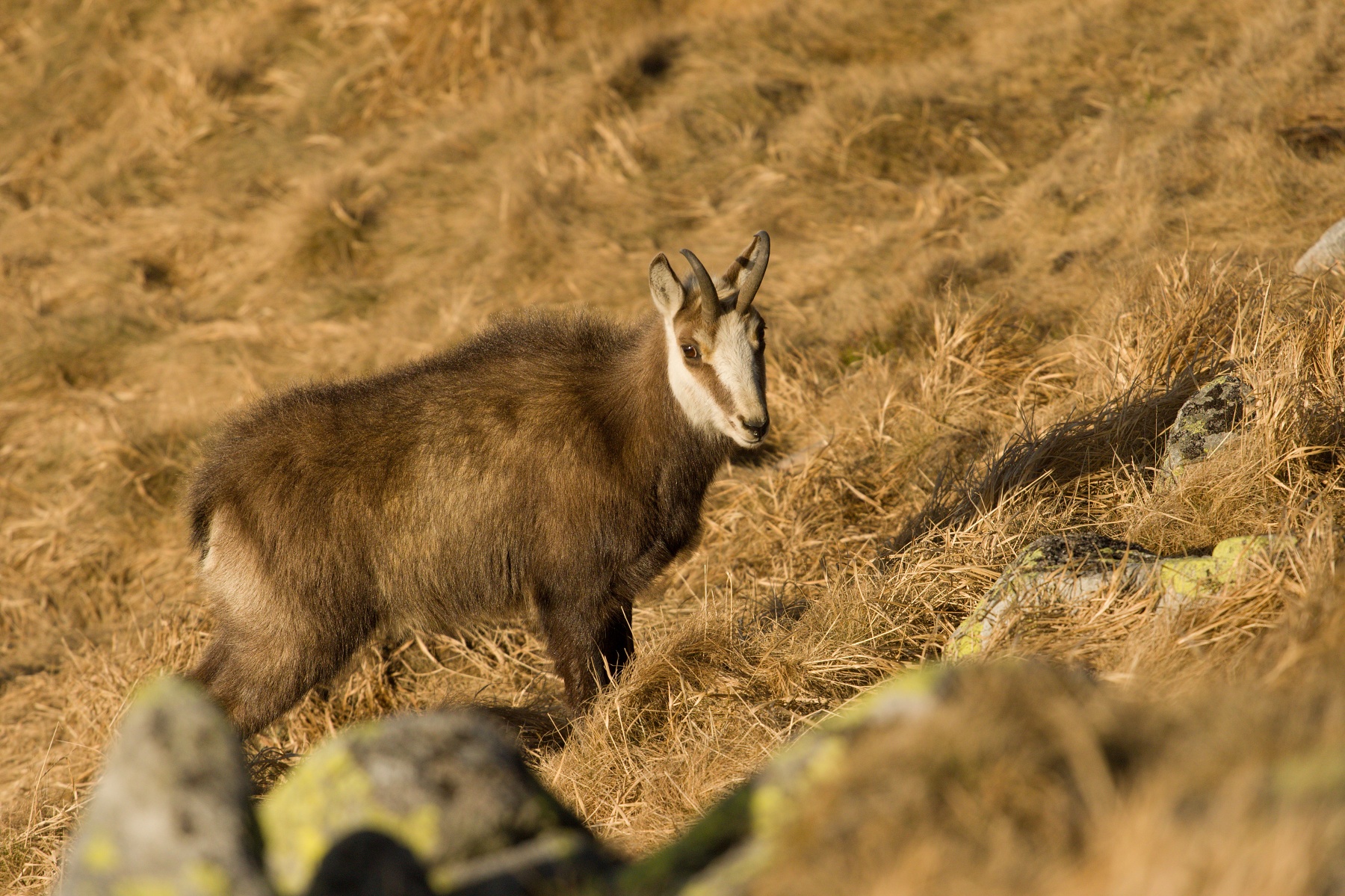 kamzík vrchovský tatranský (Rupicapra rupicapra tatrica) Tatra chamois, Nízke Tatry, Slovensko