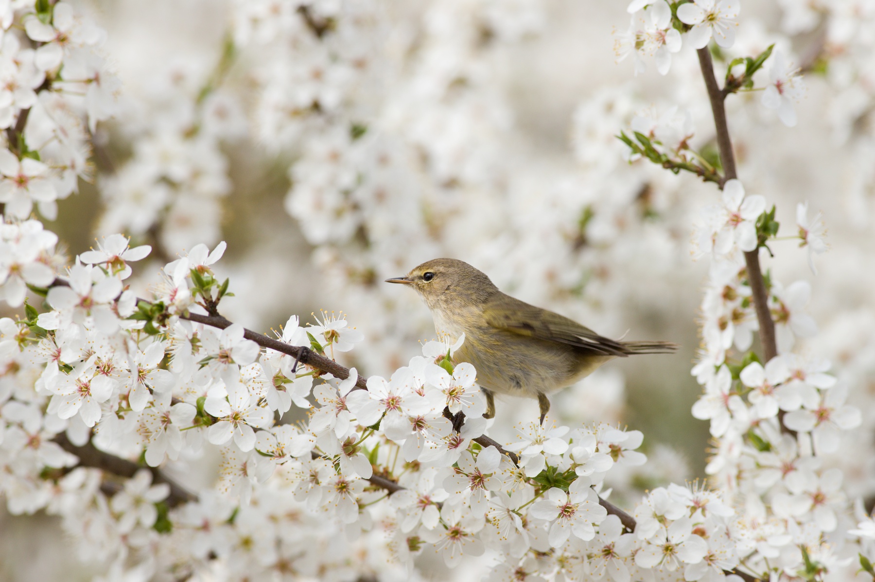 kolibkárik čipčavý (Phylloscopus collybita) Common chiffchaff, Stredočeský kraj, Česko