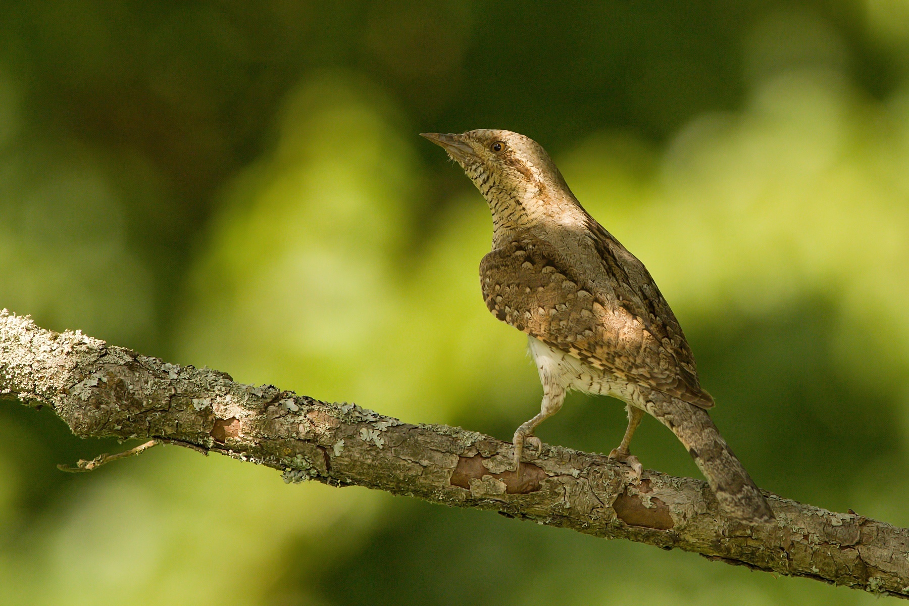 krutihlav hnedý (Jynx torquilla) Eurasian wryneck, Turčianska kotlina, Slovensko