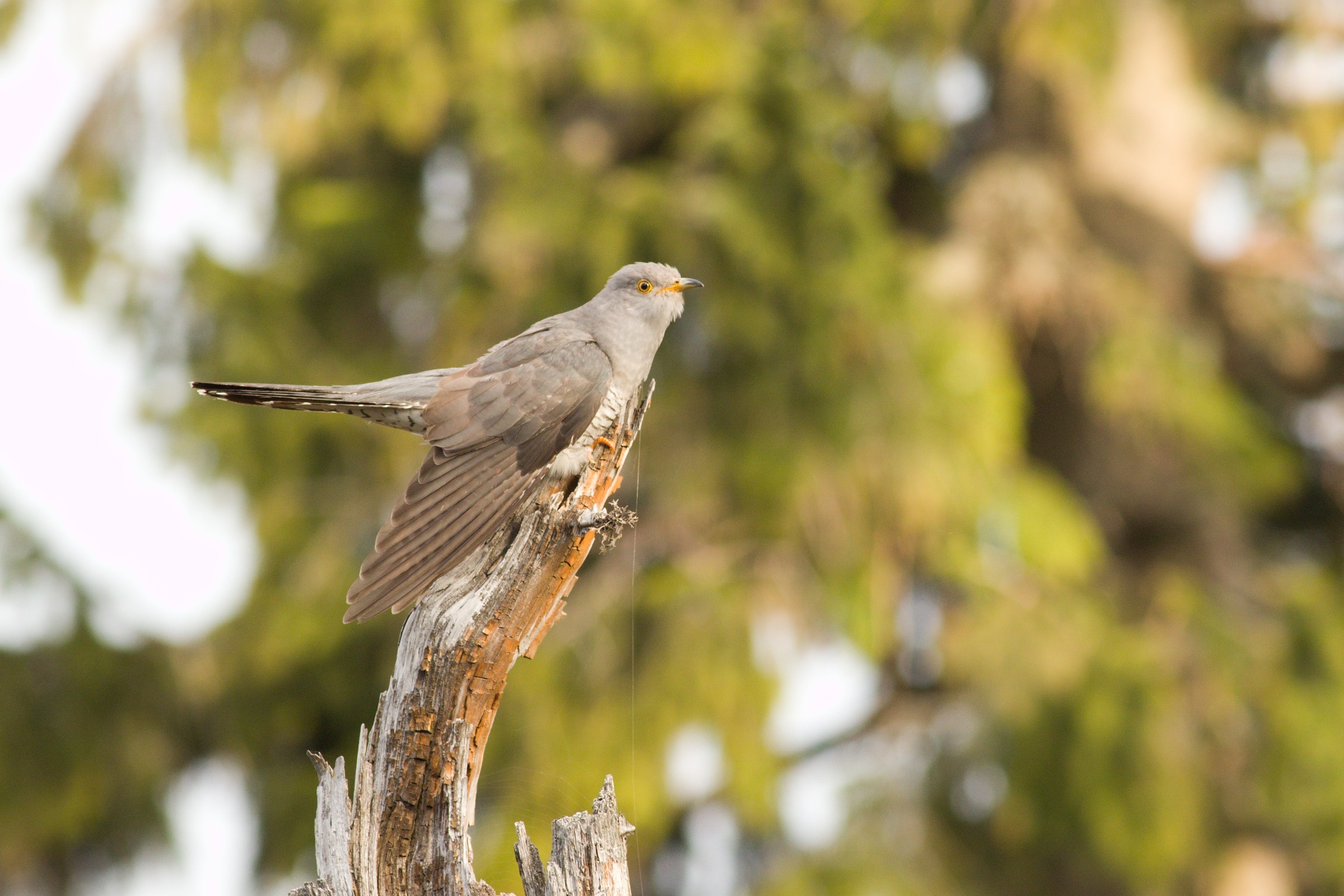 kukučka jarabá (Cuculus canorus) Common cuckoo, Veľká Fatra, Slovensko