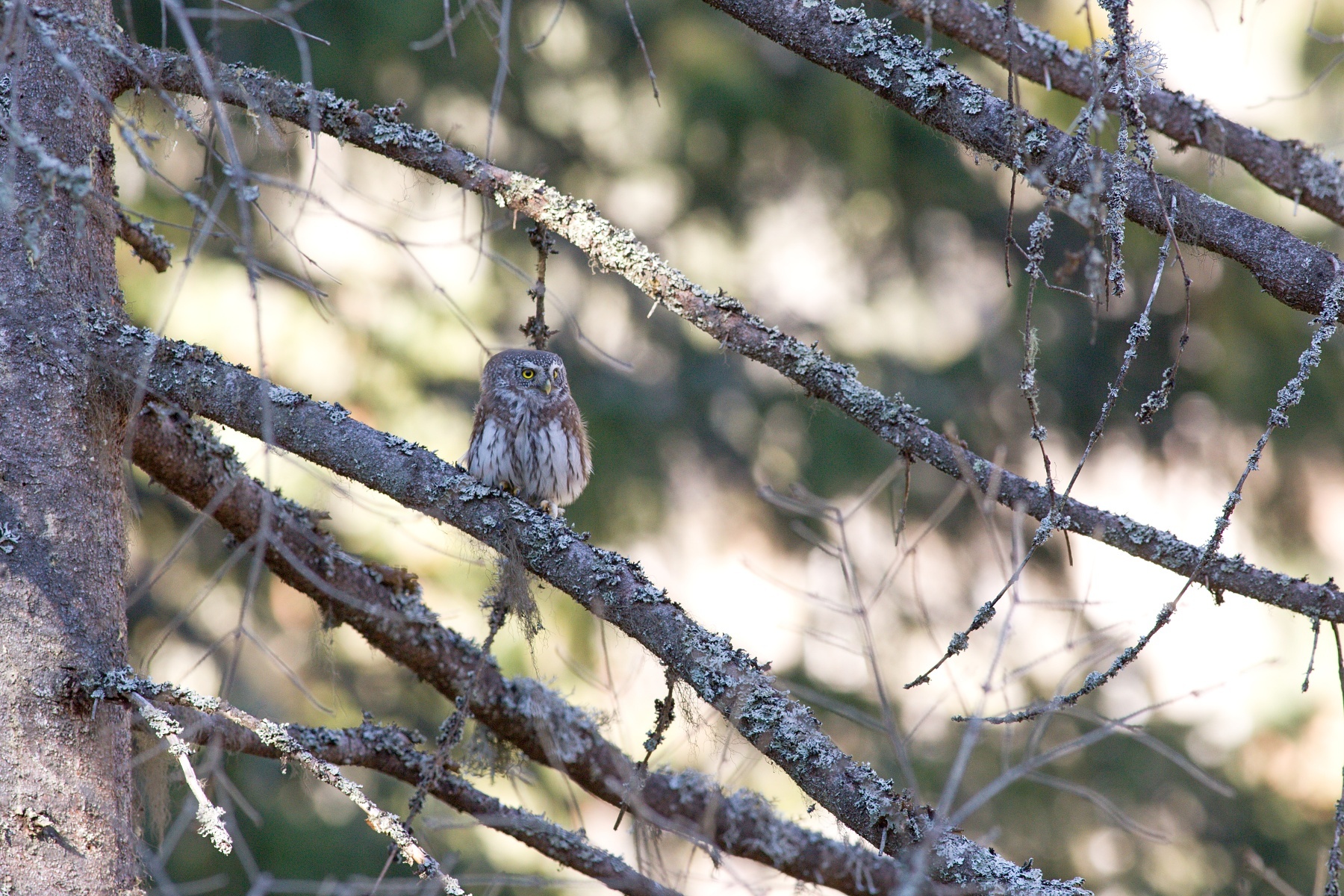 kuvičok vrabčí (Glaucidium passerinum) Eurasian pygmy owl, Belianske Tatry, Slovensko