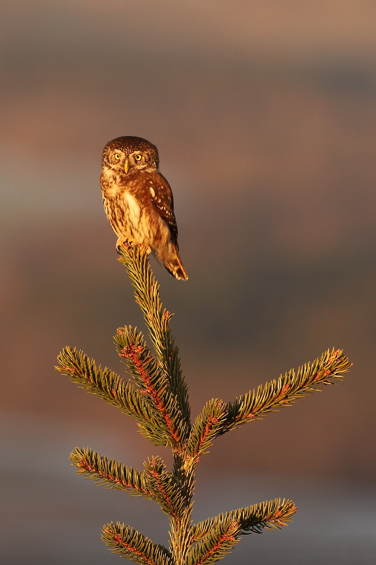 kuvičok vrabčí (Glaucidium passerinum) Eurasian pygmy owl, Novohradské hory, Česko