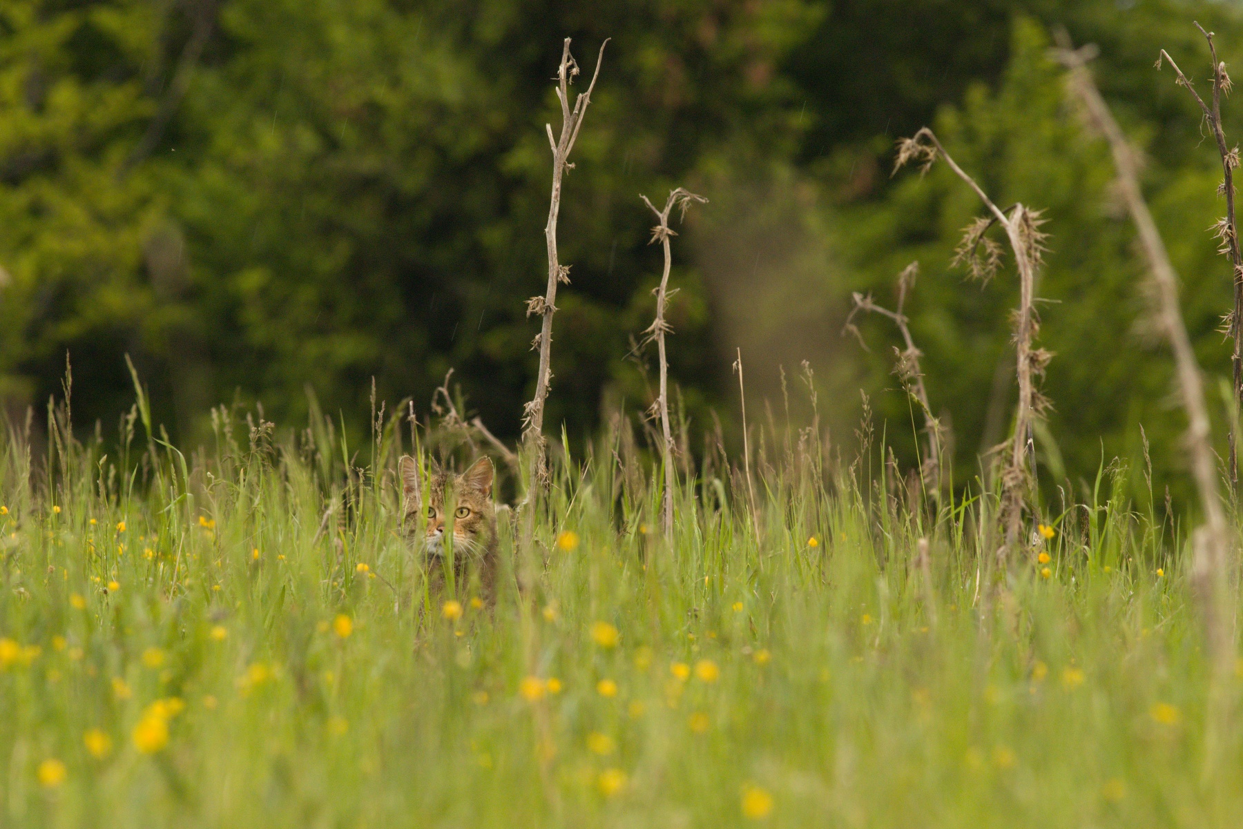 mačka divá (Felis silvestris) Wildcat, Malá Fatra, Slovensko