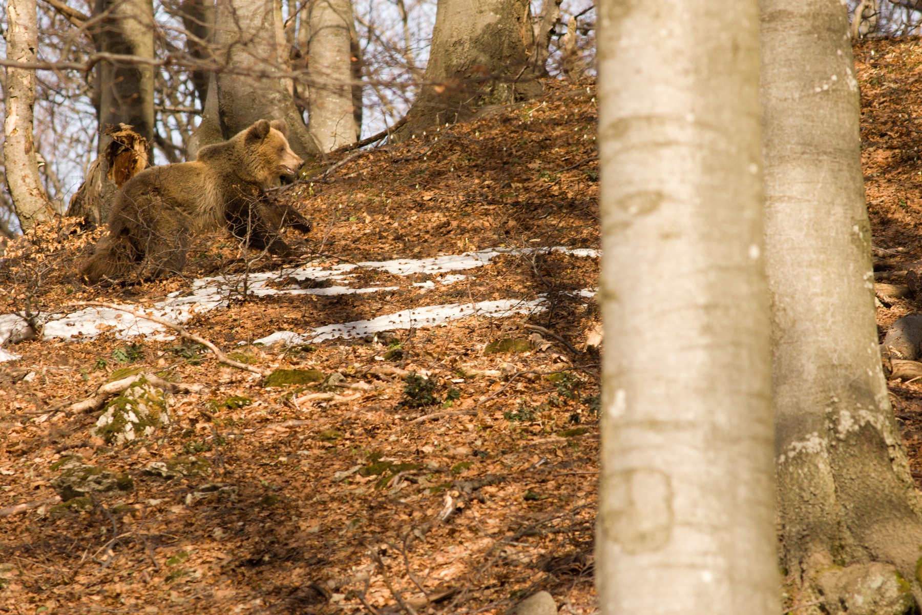 medveď hnedý (Ursus arctos) Brown bear, Malá Fatra, Slovensko