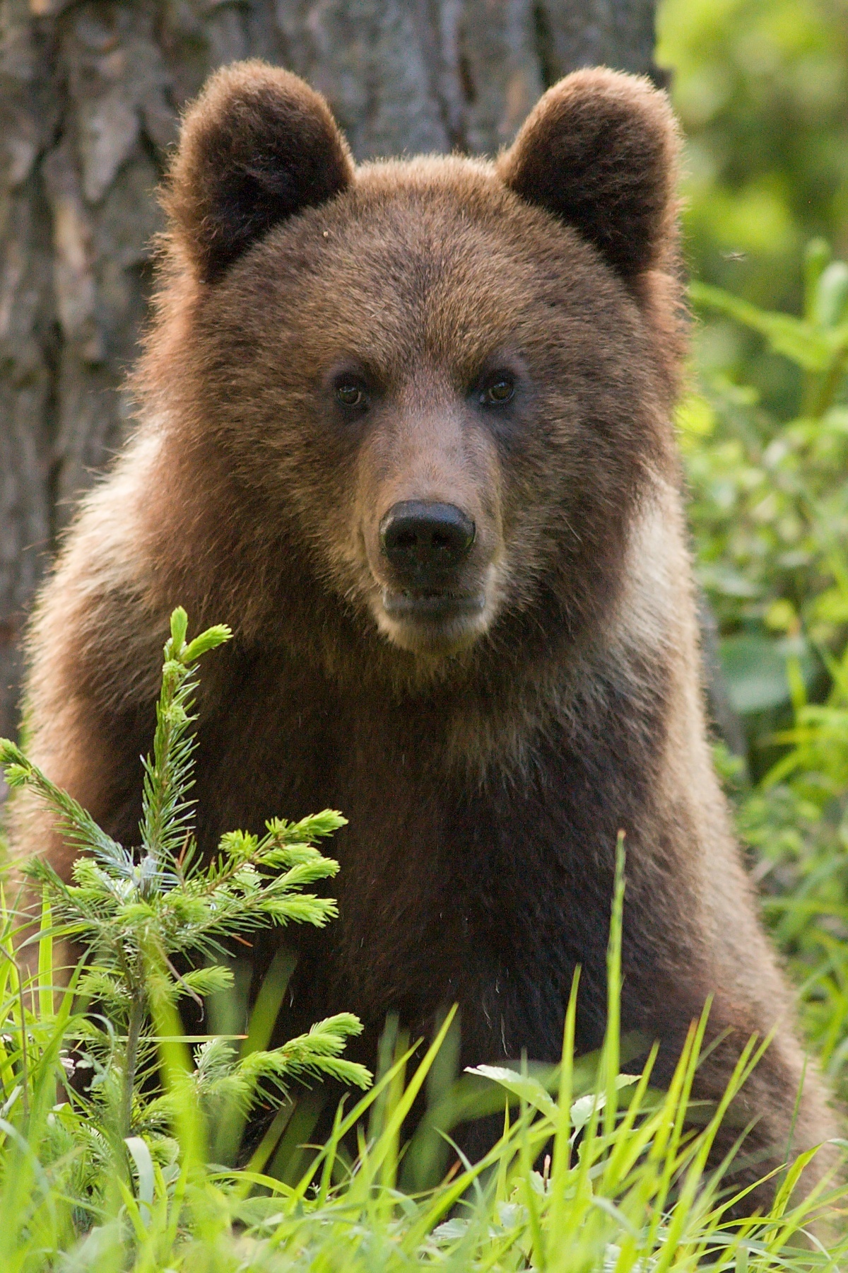 medveď hnedý (Ursus arctos) Brown bear, Malá Fatra, Slovensko