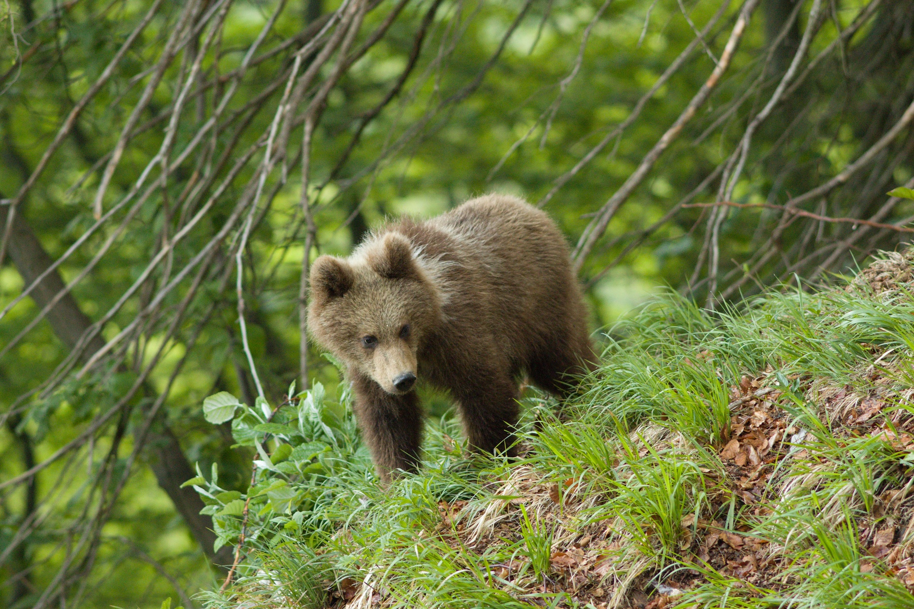 medveď hnedý (Ursus arctos) Brown bear, Veľká Fatra, Slovensko