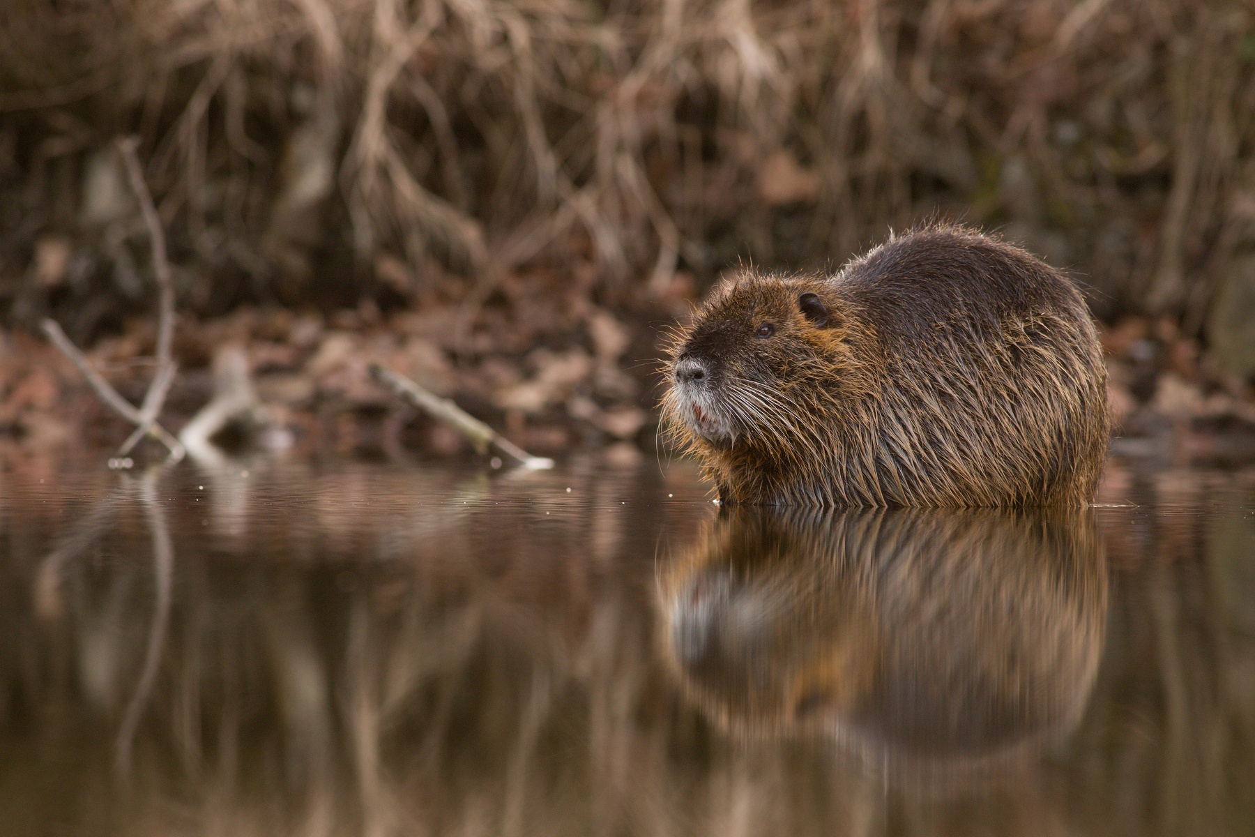 nutria riečna (Myocastor coypus) Coypu, rieka Sázava, Stredočeský kraj, Česko