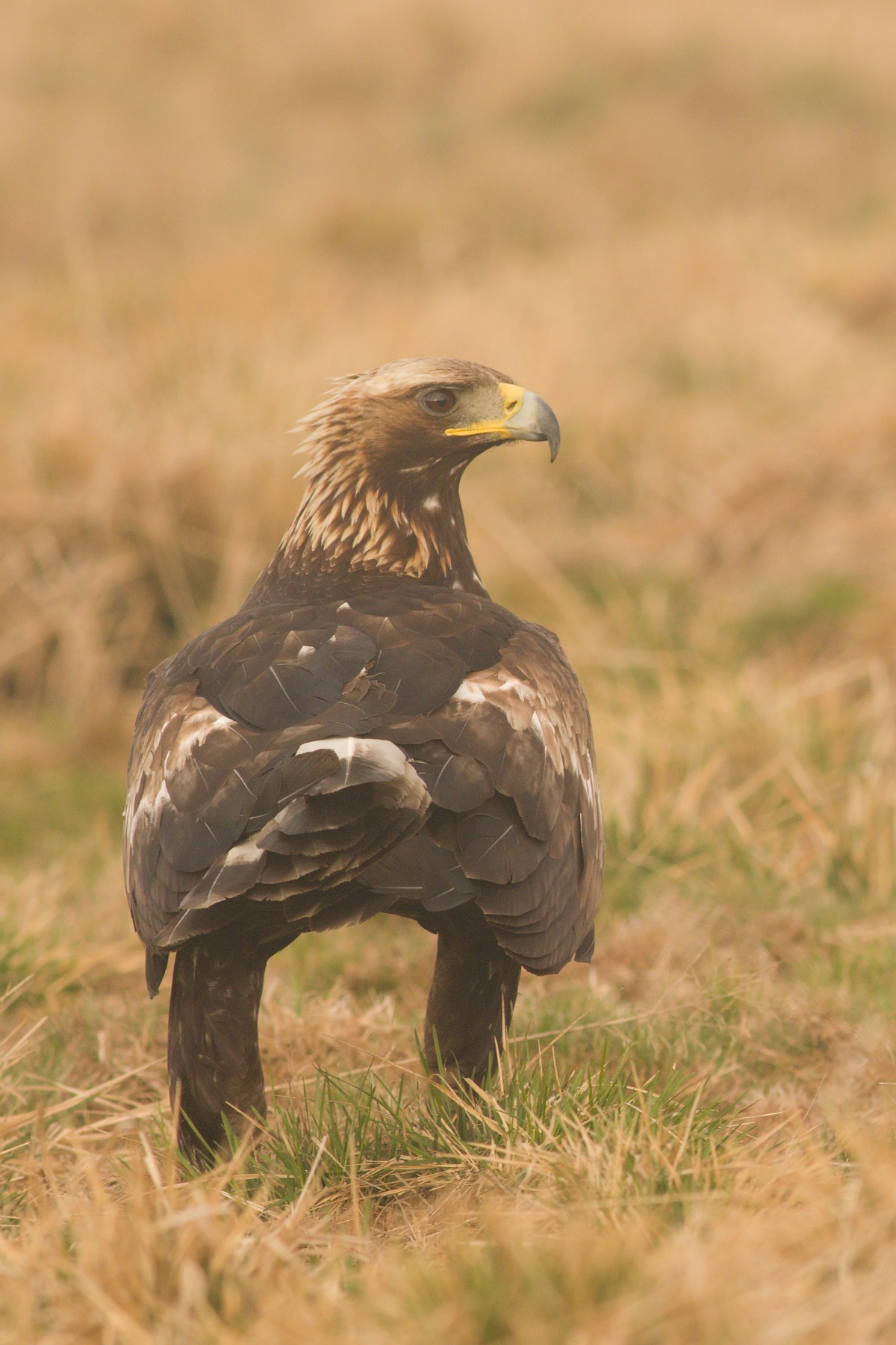 orol skalný (Aquila chrysaetos) Golden eagle, Nízke Tatry, Slovensko