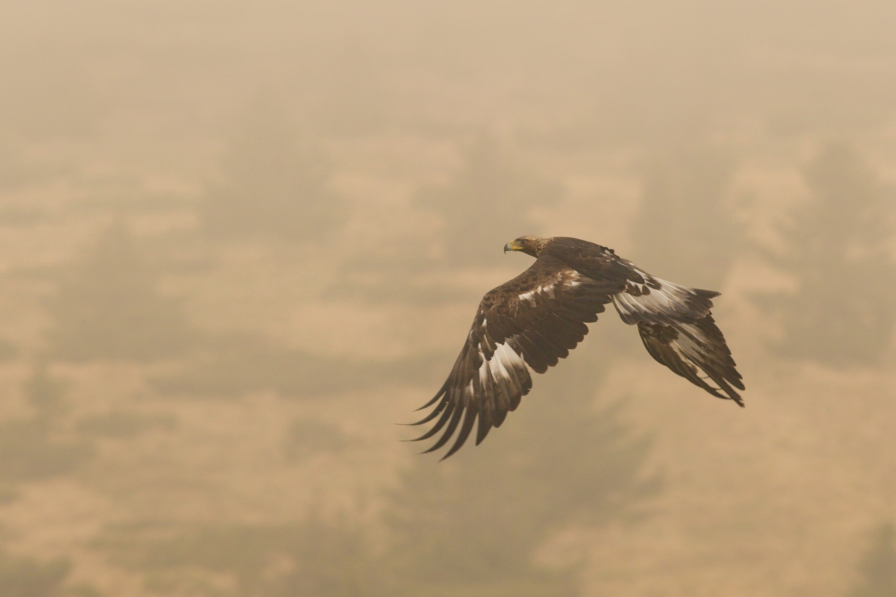 orol skalný (Aquila chrysaetos) Golden eagle, Nízke Tatry, Slovensko