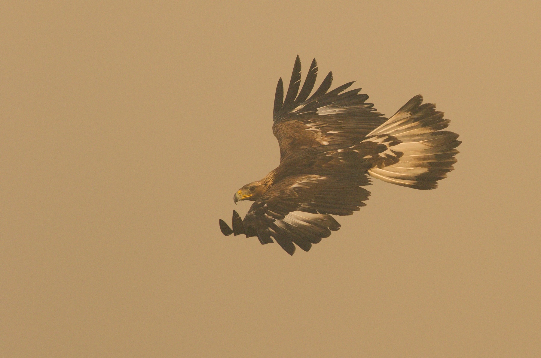 orol skalný (Aquila chrysaetos) Golden eagle, Nízke Tatry, Slovensko