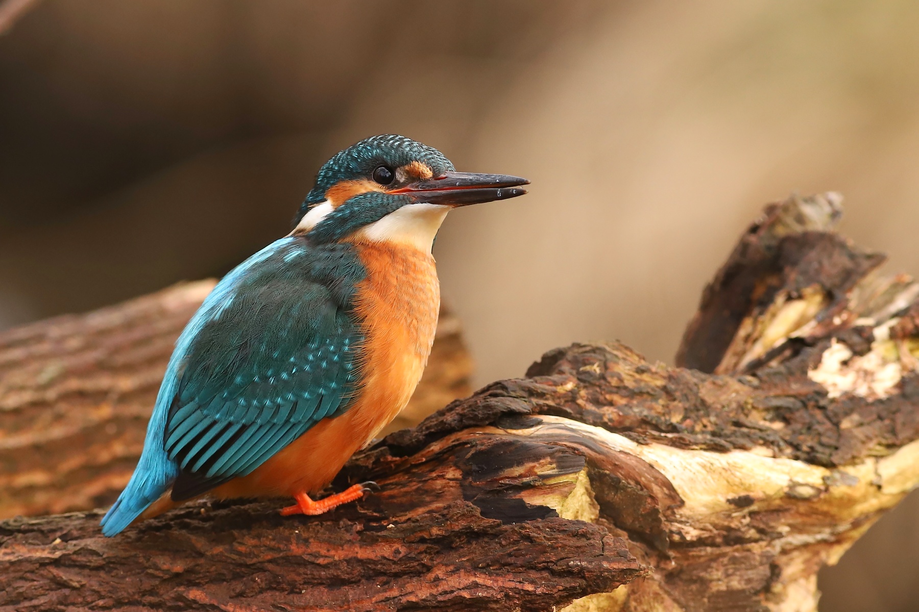 rybárik riečny (Alcedo atthis) Common kingfisher, Stredočeský kraj, Česko