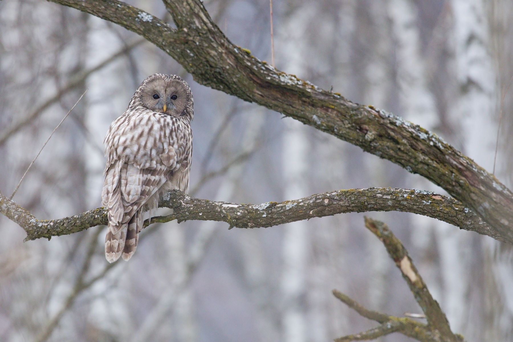 sova dlhochvostá (Strix uralensis) Ural owl, Bieszczady, Poľsko