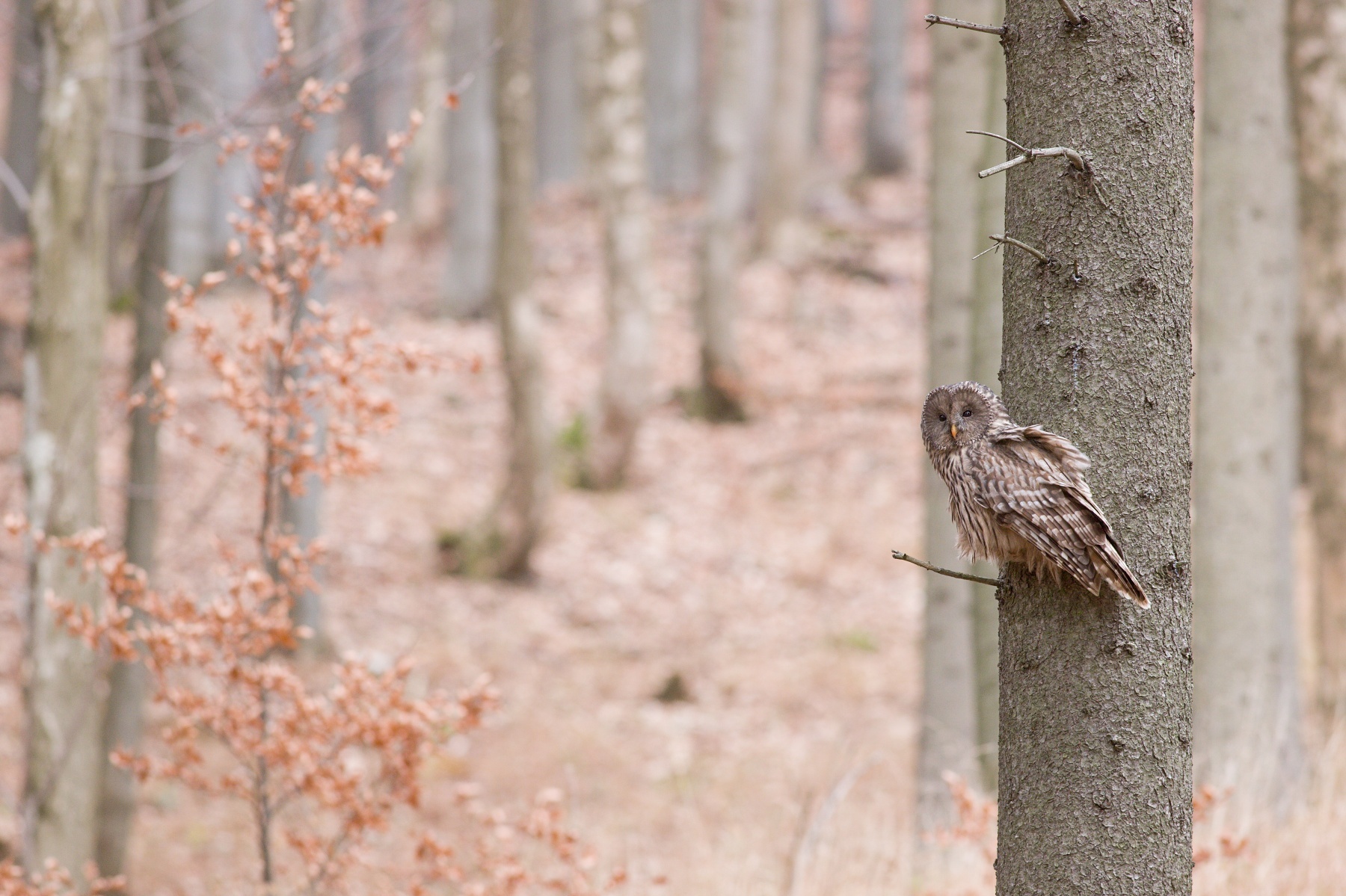 sova dlhochvostá (Strix uralensis) Ural owl, Malá Fatra, Slovensko