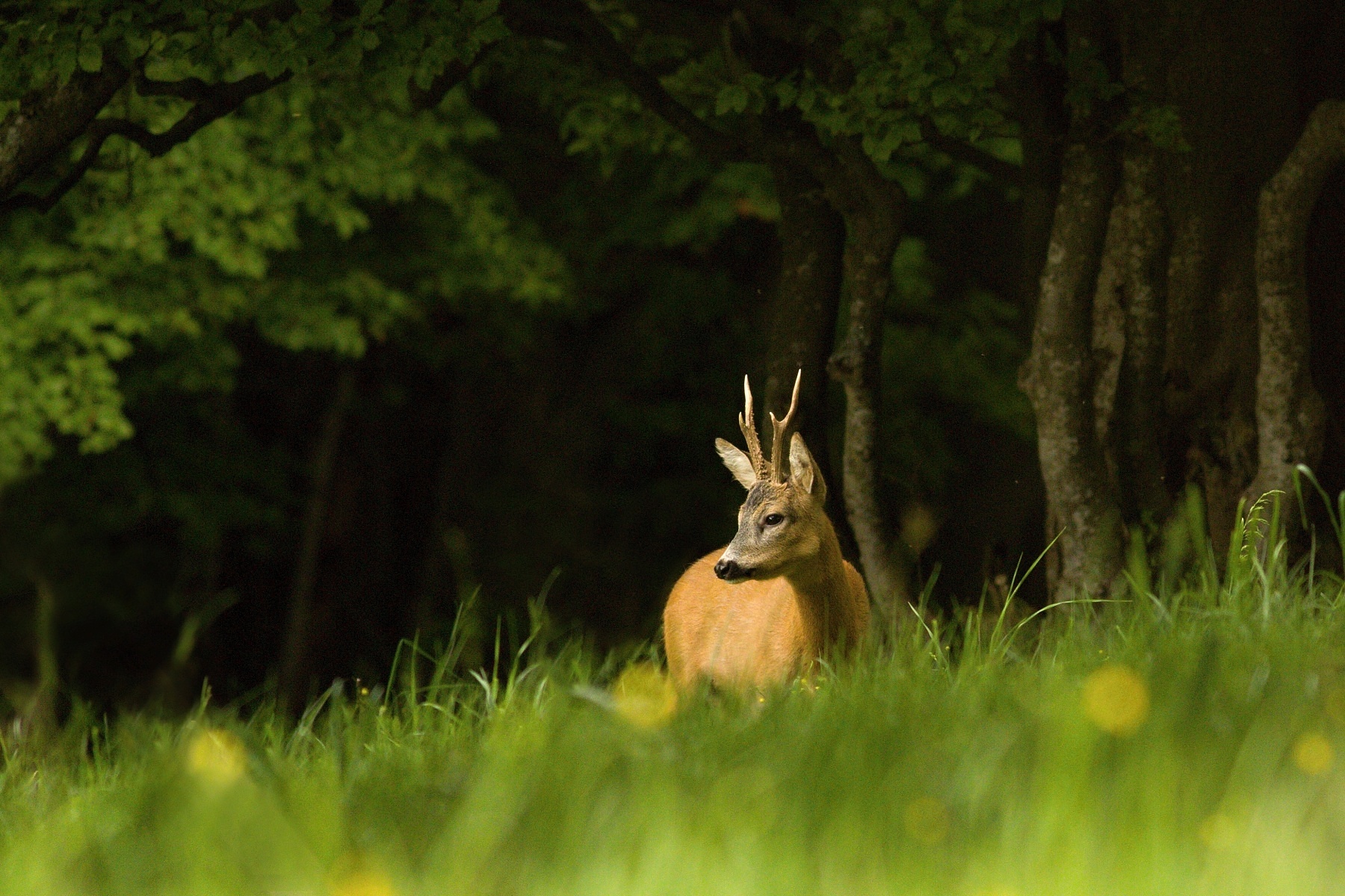 srnec lesný (Capreolus capreolus) Roe deer, Malá Fatra, Slovensko