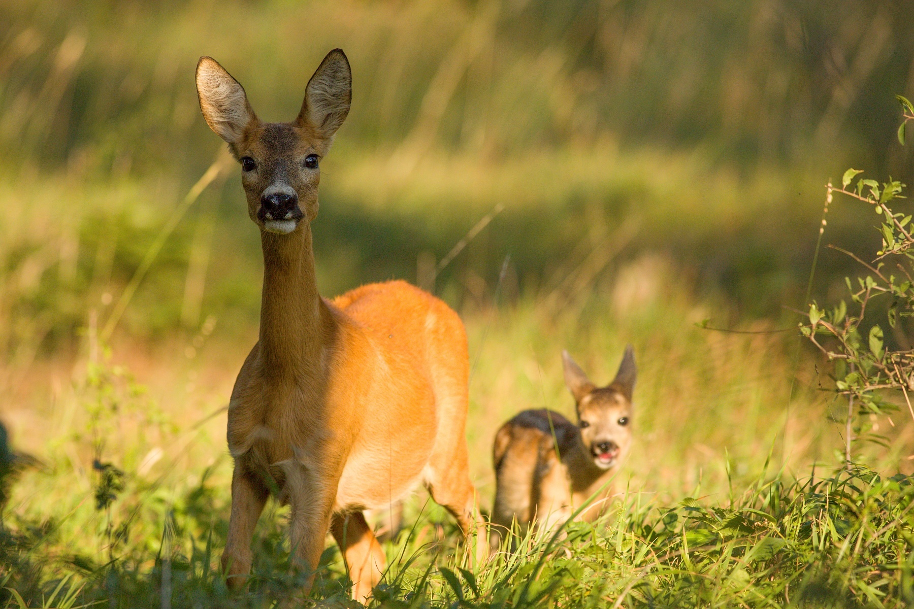 srnec lesný (Capreolus capreolus) Roe deer, Malá Fatra, Slovensko