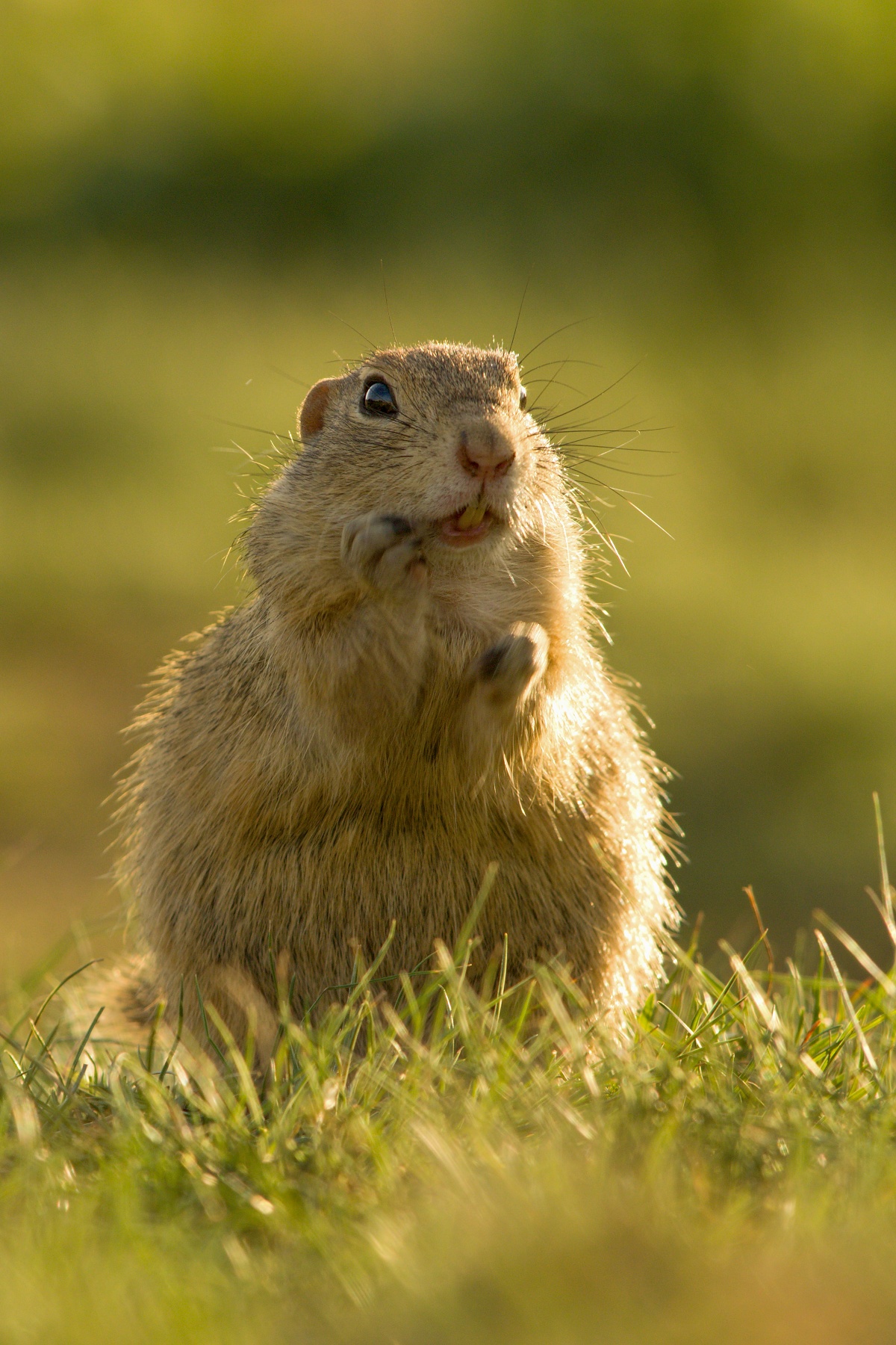 syseľ pasienkový (Spermophilus citellus) European ground squirrel, Stredočeský kraj, Česko