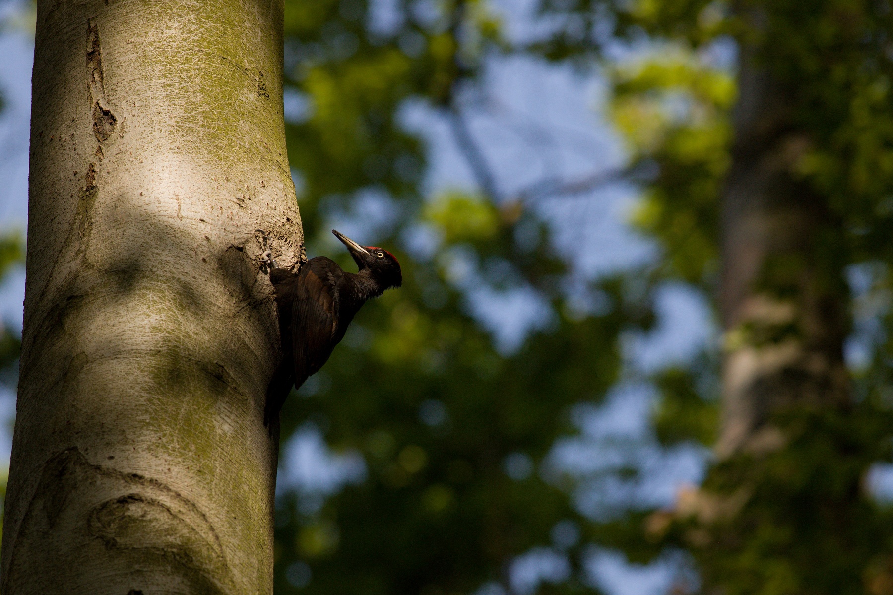 tesár čierny (Dryocopus martius) Black woodpecker, Stredočeský kraj, Česko