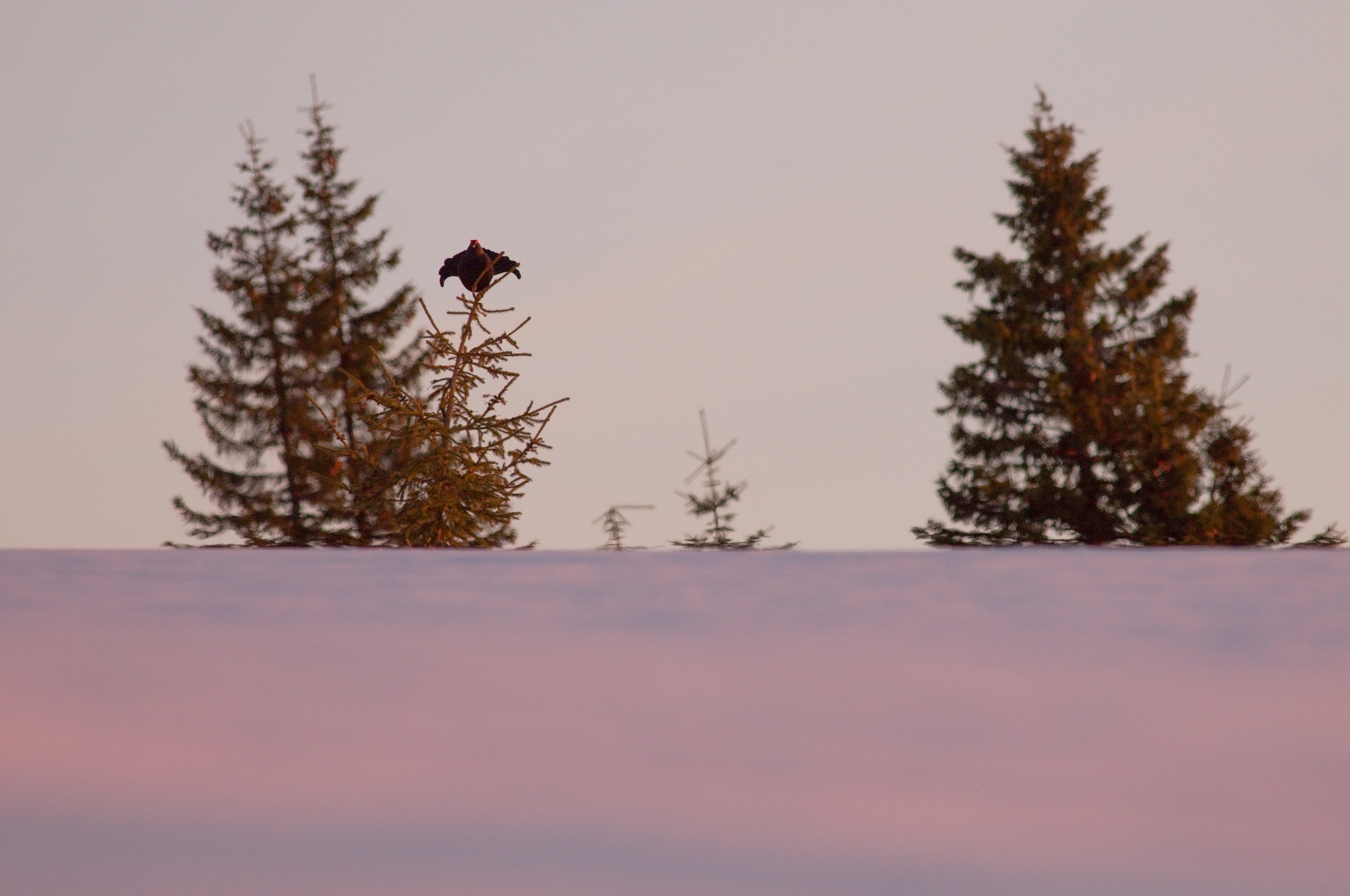 tetrov hoľniak (Lyrurus tetrix) Black grouse, Veľká Fatra, Slovensko