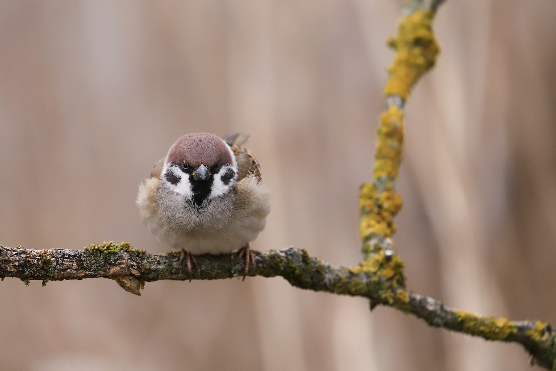 vrabec poľný (Passer montanus) Eurasian tree sparrow, Turčianska kotlina, Slovensko