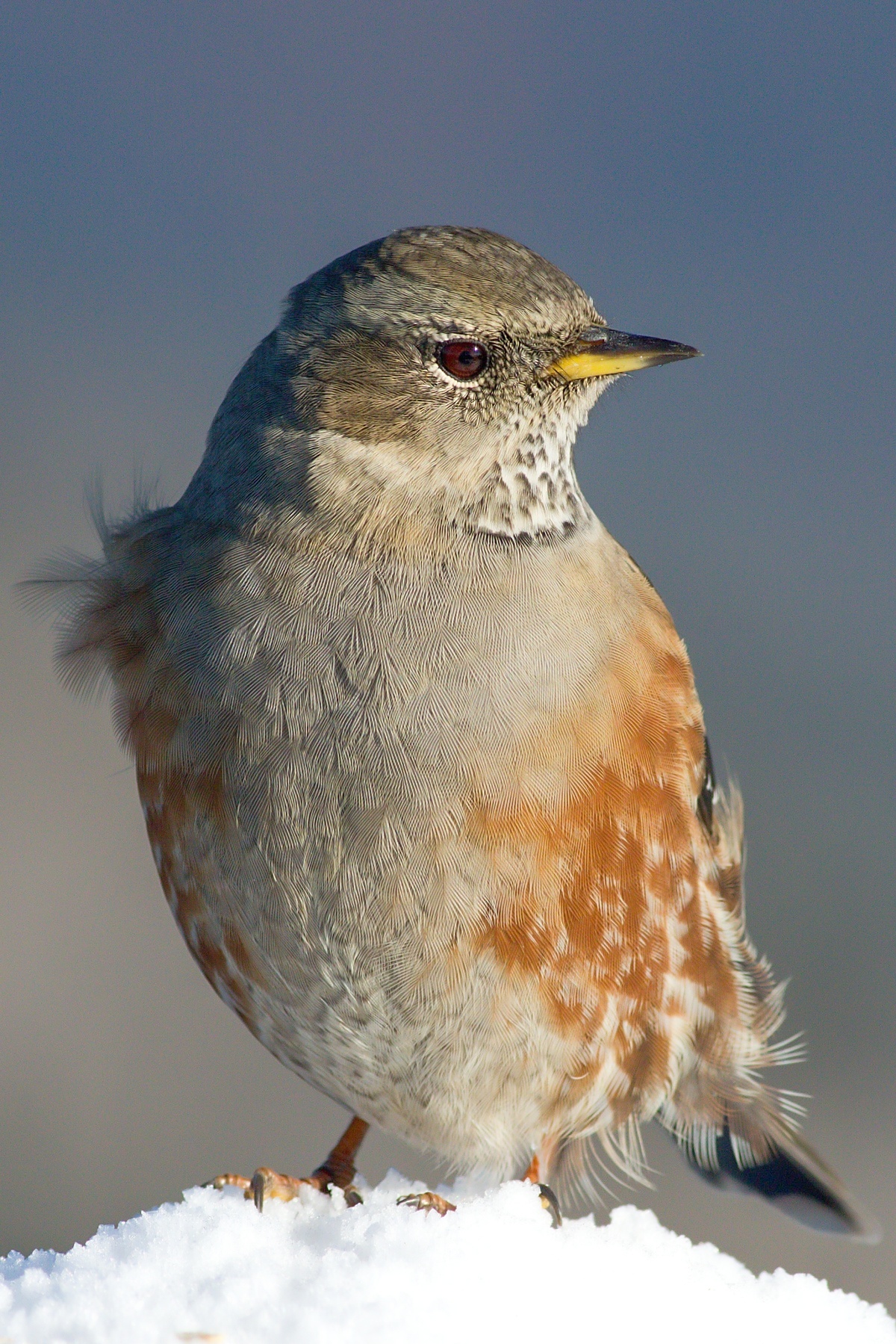 vrchárka červenkastá (Prunella collaris) Alpine accentor, Malá Fatra, Slovensko