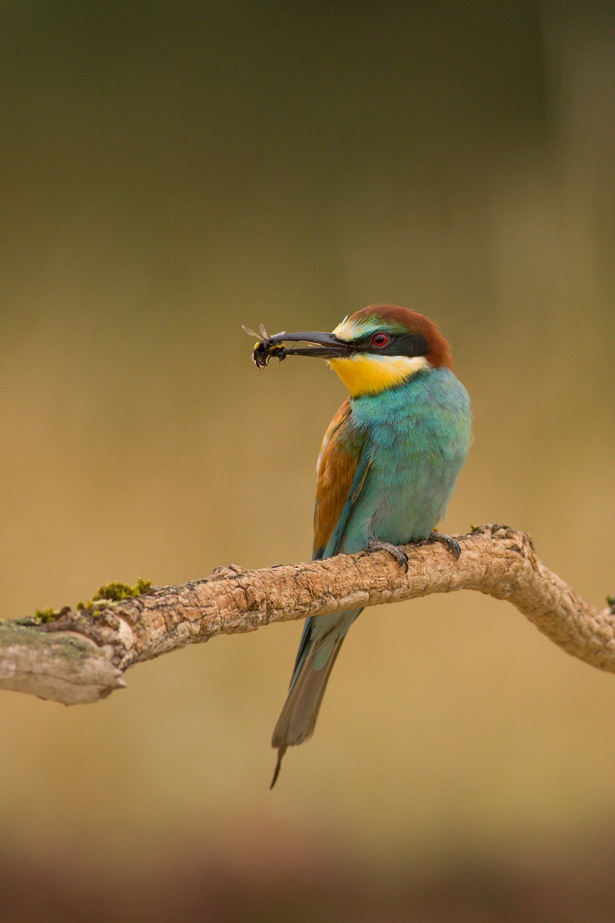 včelárik zlatý (Merops apiaster) European bee-eater, Turčianska kotlina, Slovensko