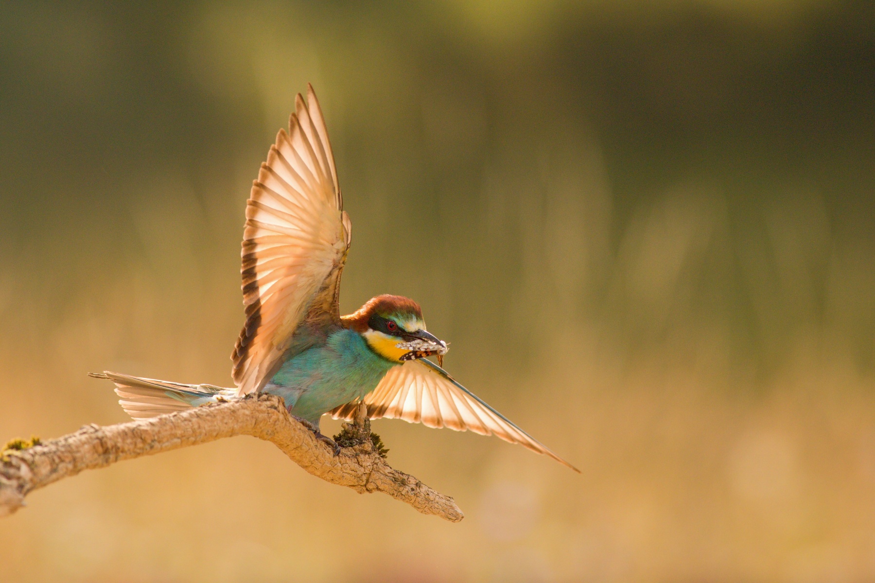 včelárik zlatý (Merops apiaster) European bee-eater, Turčianska kotlina, Slovensko