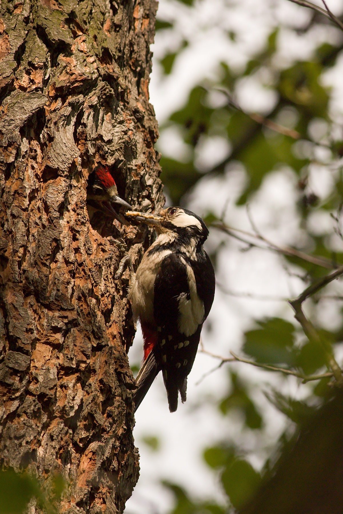 ďateľ veľký (Dendrocopos major) Great spotted woodpecker, Stredočeský kraj, Česko 