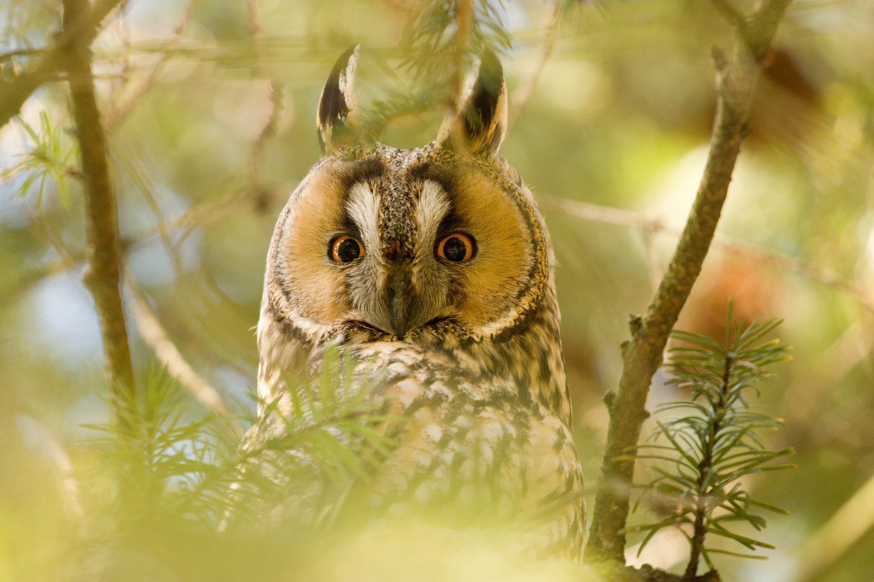 myšiarka ušatá (Asio otus) Long-eared owl, Južná Morava, Česko (2)