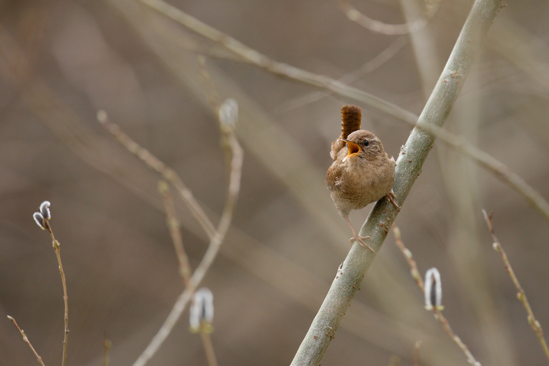 oriešok hnedý (Troglodytes troglodytes) Eurasian wren, Malá Fatra, Slovakia